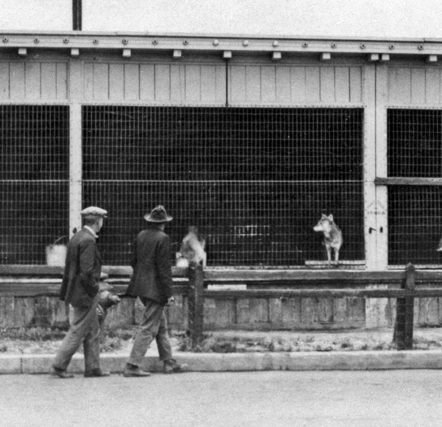 Part of the old 1915-1916 Panama-California Exposition zoo exhibits, in the rows of cages along what is now Park Boulevard.