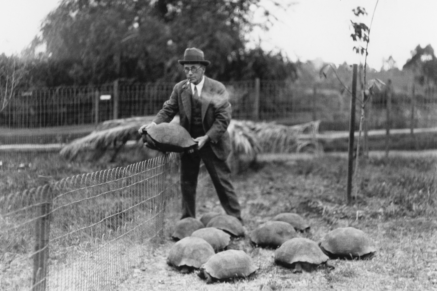 Dr. Charles H. Townsend of the New York Aquarium, with some of the Galápagos tortoises he brought to the San Diego Zoo from an expedition to the Galápagos in 1928.