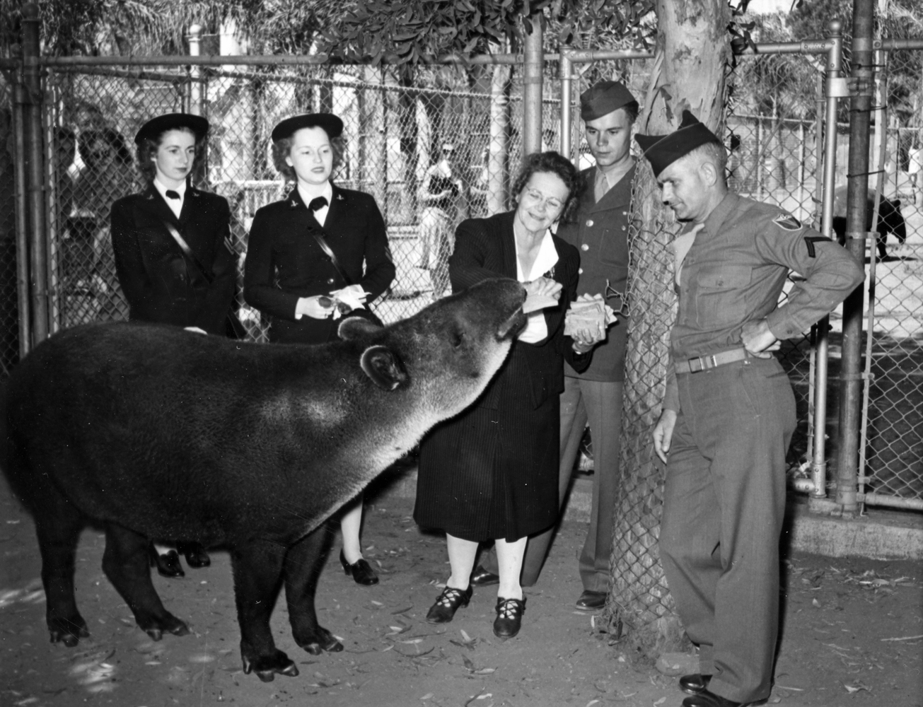 Belle Benchley introduces a group of military personnel to a particular favorite of hers, Mickey, a Baird’s tapir. Belle had helped hand raise Mickey when the very young tapir arrived as part of a shipment from South America. 