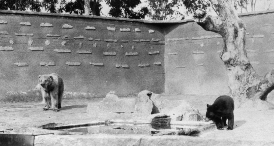 The public had never seen open exhibits like these before, and even though there was a deep moat in front, from a distance it looked like the bear could just walk out. For many months after the exhibit opened, visitors would come running to the front gate exclaiming, 