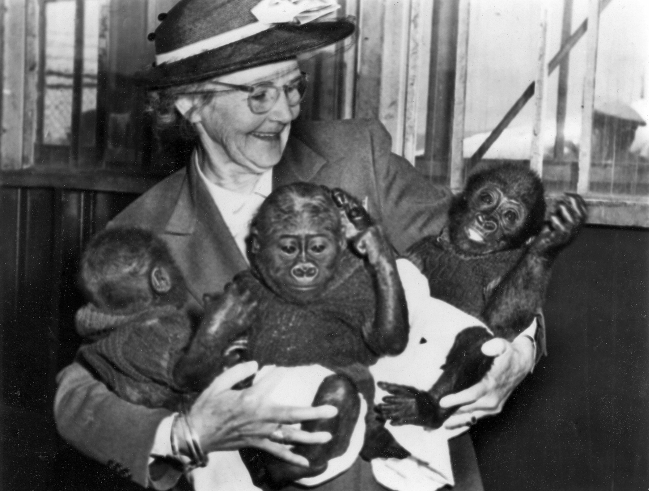 Belle Benchley with gorillas Albert, Bouba, and Bata