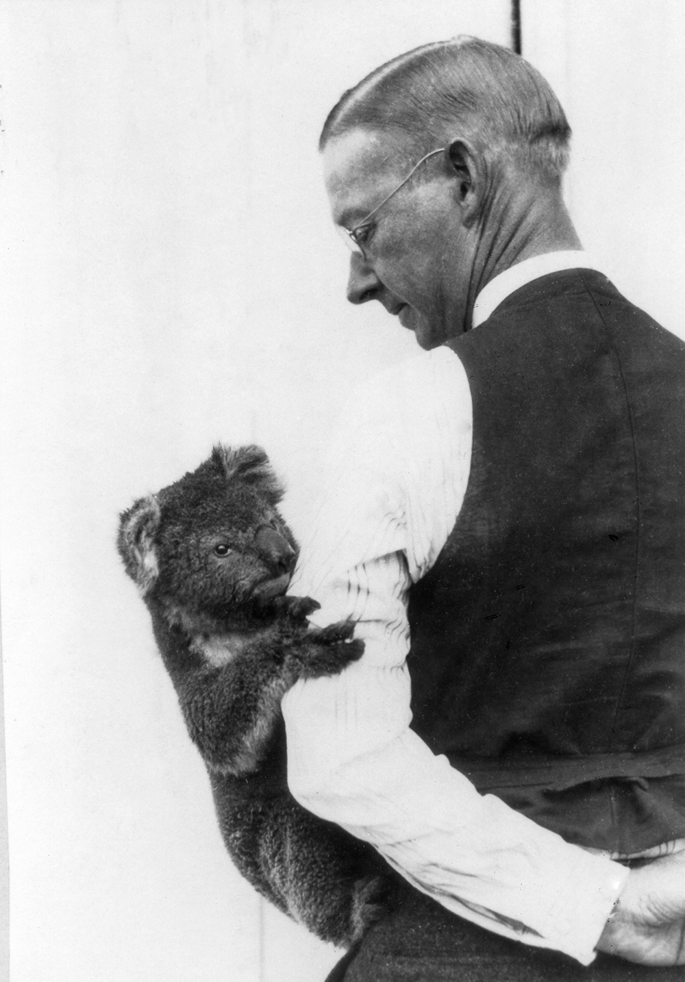 Tom Faulconer and Cuddlepie, nicknamed Cuddles, one of the Zoo's first koalas. Faulconer said he became the most popular passenger on the ship returning to San Diego, because he would periodically take the koalas out of their traveling crates and walk around the deck with them hanging onto his arms, which always drew a crowd.