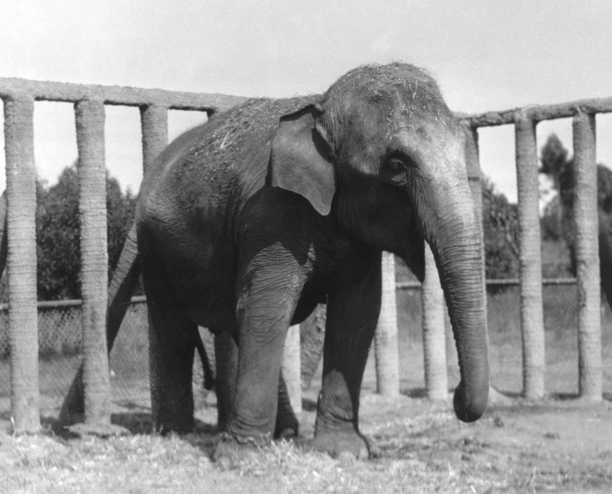 Queenie, an Asian elephant