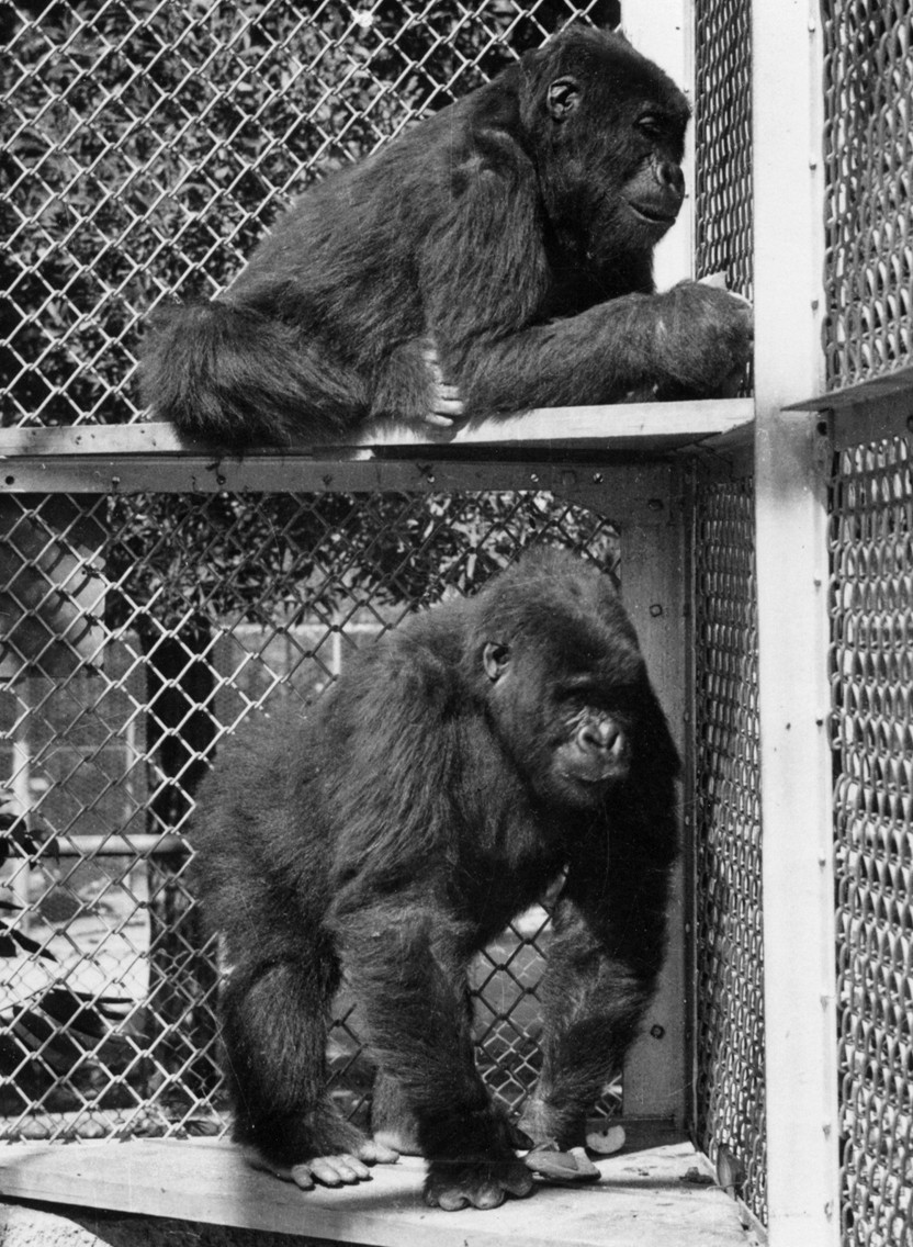 Mbongo (top) and Ngagi, both about five years old when they came to the Zoo, were a huge sensation. There were very few gorillas in zoos at that time, and very little was known about them. Experts from several different scientific fields came to San Diego to learn from them over the years.