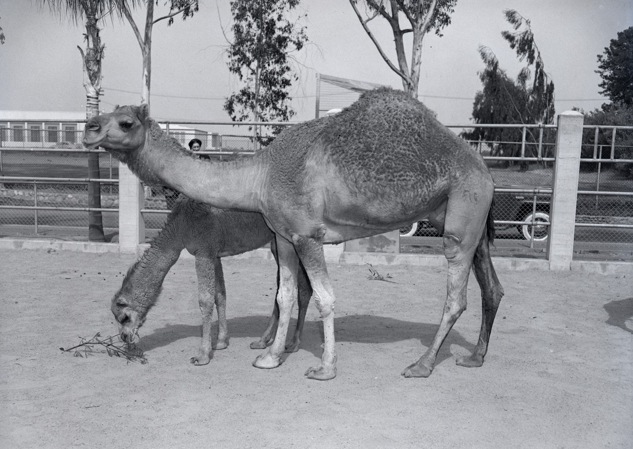 Scar and her calf, Sheik, dromedary camels