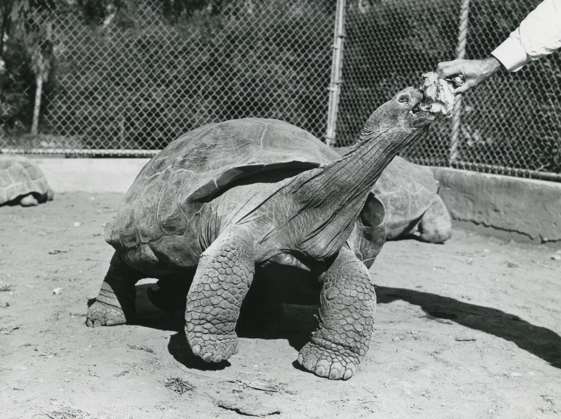 Gertie, Galápagos tortoise