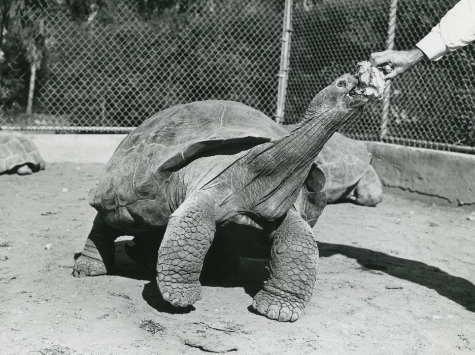 Gertie the Galápagos tortoise, seen here accepting a lettuce snack, was actually male, but he received the unfortunate nickname 