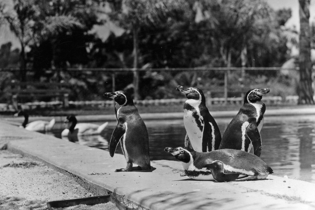 When Humboldt's penguins came to the Zoo in 1933 from the Galápagos Islands, they were to live in the Mirror Pool. But first, they stayed in the Harvester Building reptile house for a couple of months during the winter, since even San Diego's mild climate was a little too chilly that year for the warm-weather birds! Among the birds were Isadore and Isabel, who led a little 