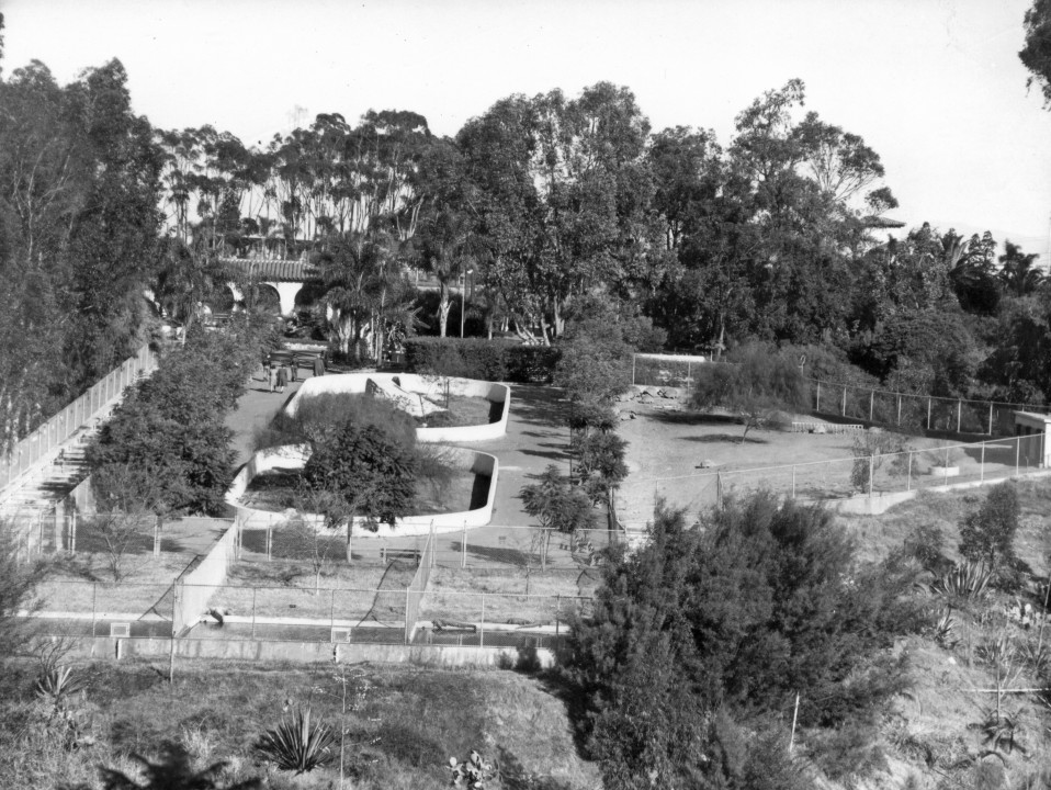The Reptile House seen in the background, a Works Progress Administration (WPA) project, and the Reptile Mesa exhibits added a new dimension to the Zoo in 1937. You can see the Galápagos tortoises in the middle right of the photo.