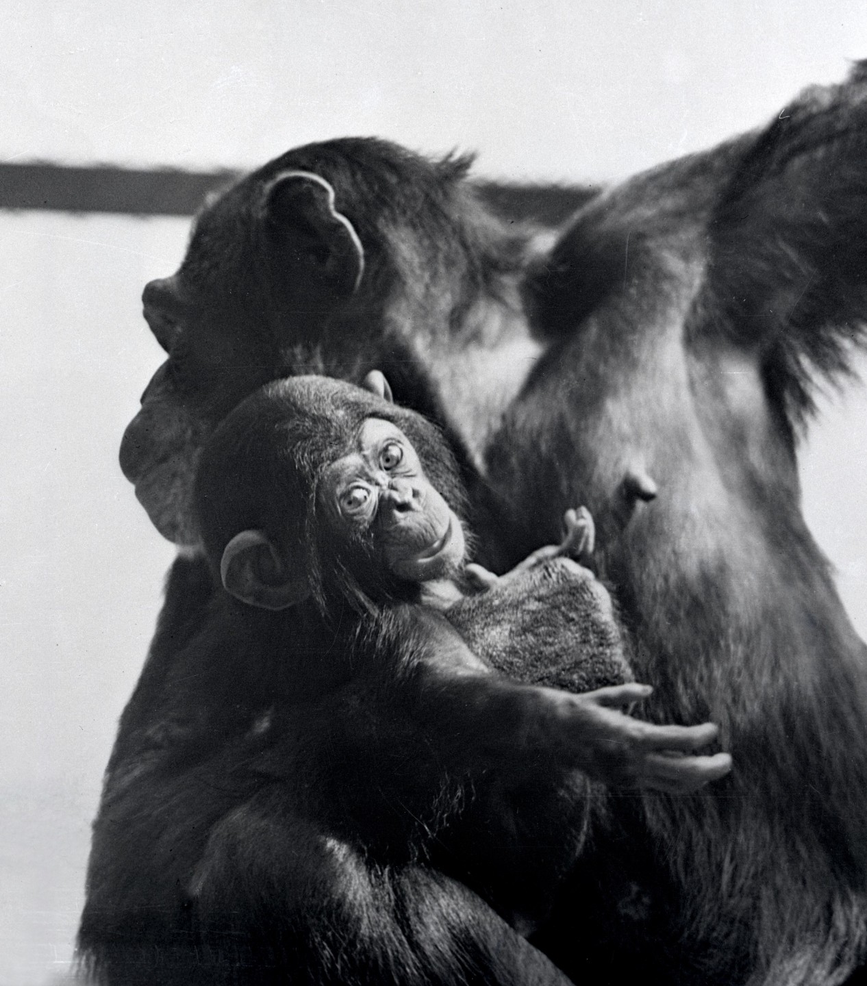 The Zoo's first chimpanzee birth took place on February 22, George Washington's birthday—so, of course, Katie's son was named George.