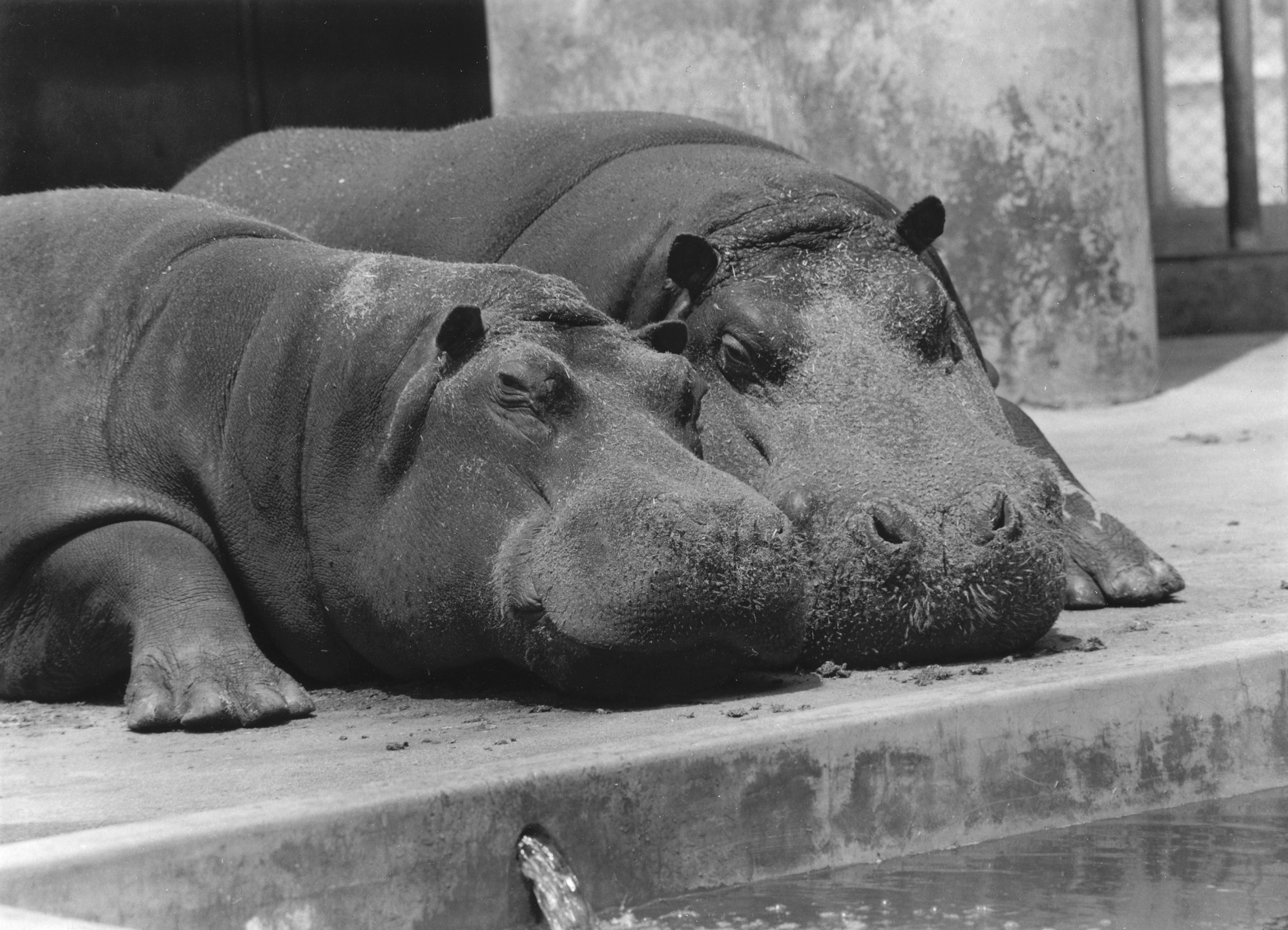 Rubie and Rube, a pair of river hippos, were among the animals that arrived in the 1940 shipment. This charismatic couple would live at the Zoo for many years, raising several calves and delighting their many fans.