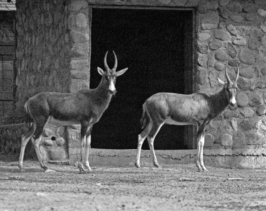 A male and two female blesbok arrive in 1946 to begin a breeding group, the first time in the Zoo's collection. This species was extinct in the wild at the time, only found in wildlife refuges and game farms.