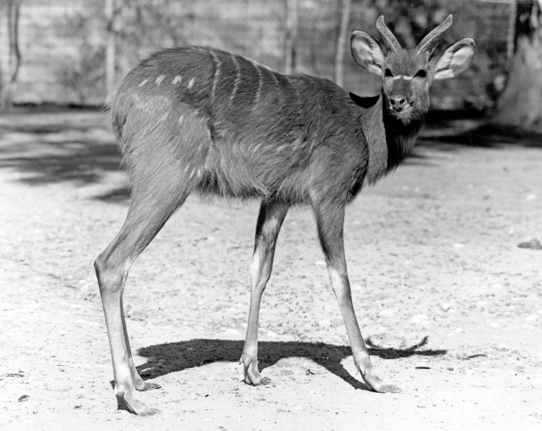 Bucky the sitatunga was the first of his species at the San Diego Zoo. He had been hand raised at the Brookfield Zoo before coming to San Diego, so he was a friendly fellow. When keepers called his name, he would slowly approach, then nuzzle his nose into the keeper's hand for a treat—and, it was reported, 