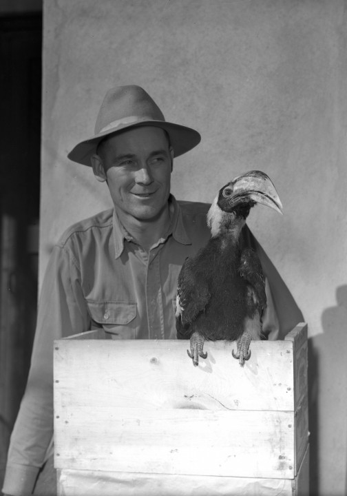 Two newcomers: As part of a shipment of extraordinary animals from Asia, the Zoo's first concave-casqued hornbills arrive, one seen here with newly hired bird keeper Ernie Waggoner—who would go on to become principal bird keeper and remain with the Zoo until his retirement in 1976.