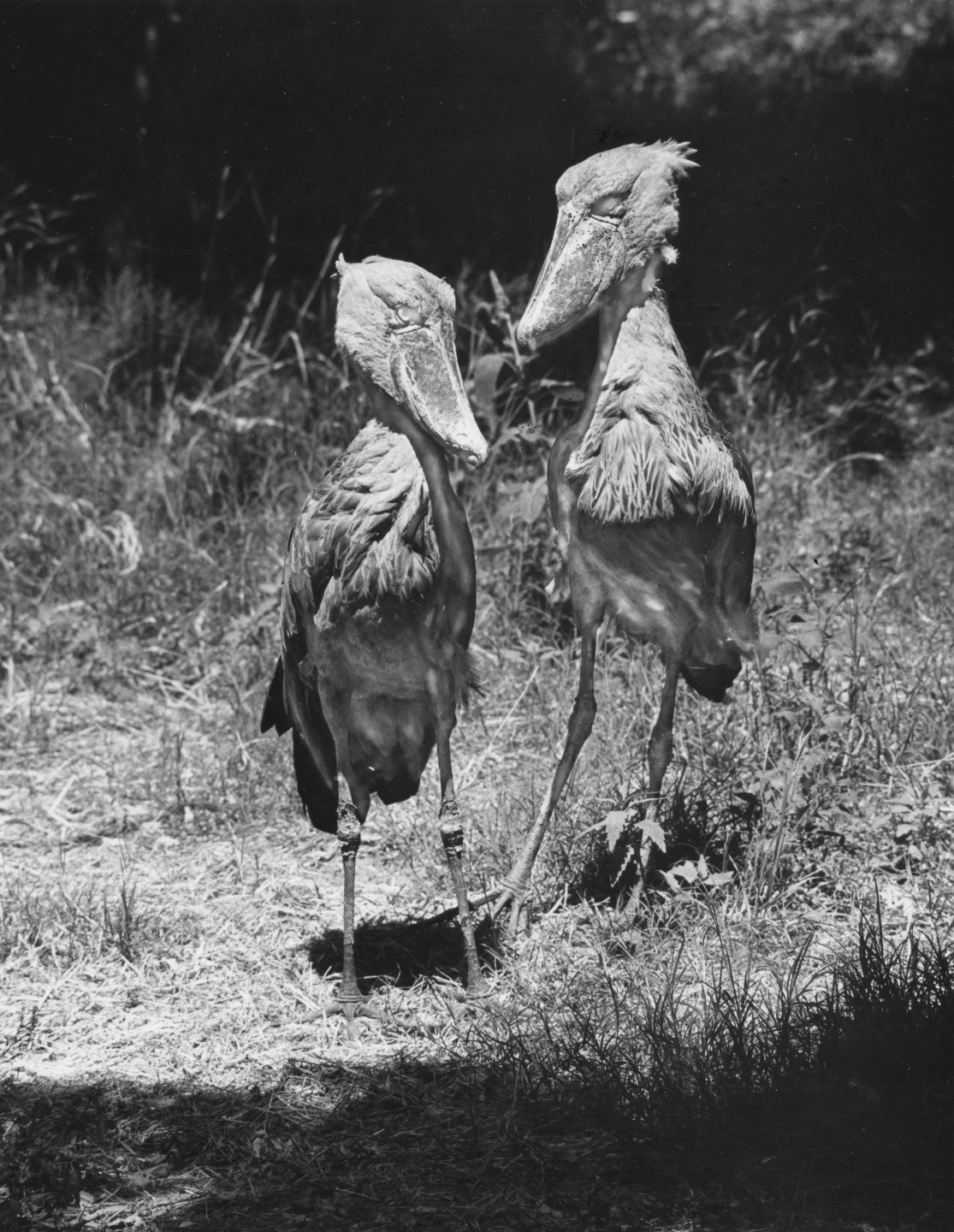 Having a pair of shoebills was a rare and wonderful thing in 1948. They made the cover of the April 1948 issue of ZOONOOZ, and editor Ken Stott, Jr. noted that the Zoo would never have been able to obtain them if it were not for the successful births of other rare animals that they were able to trade in exchange for them.