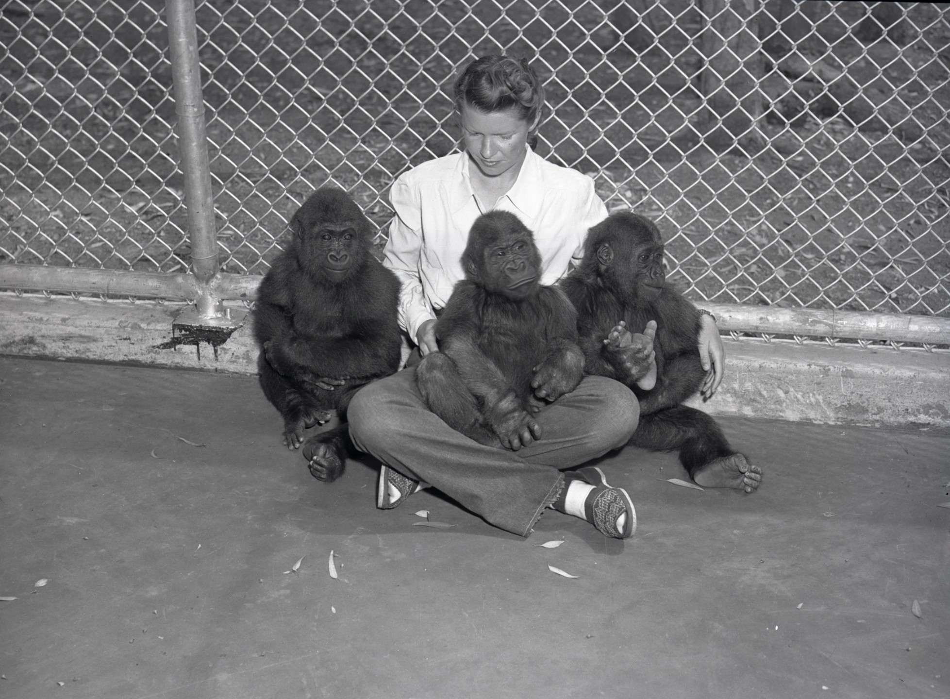 Edalee Orcutt with Albert, Bouba, and Bata gorillas