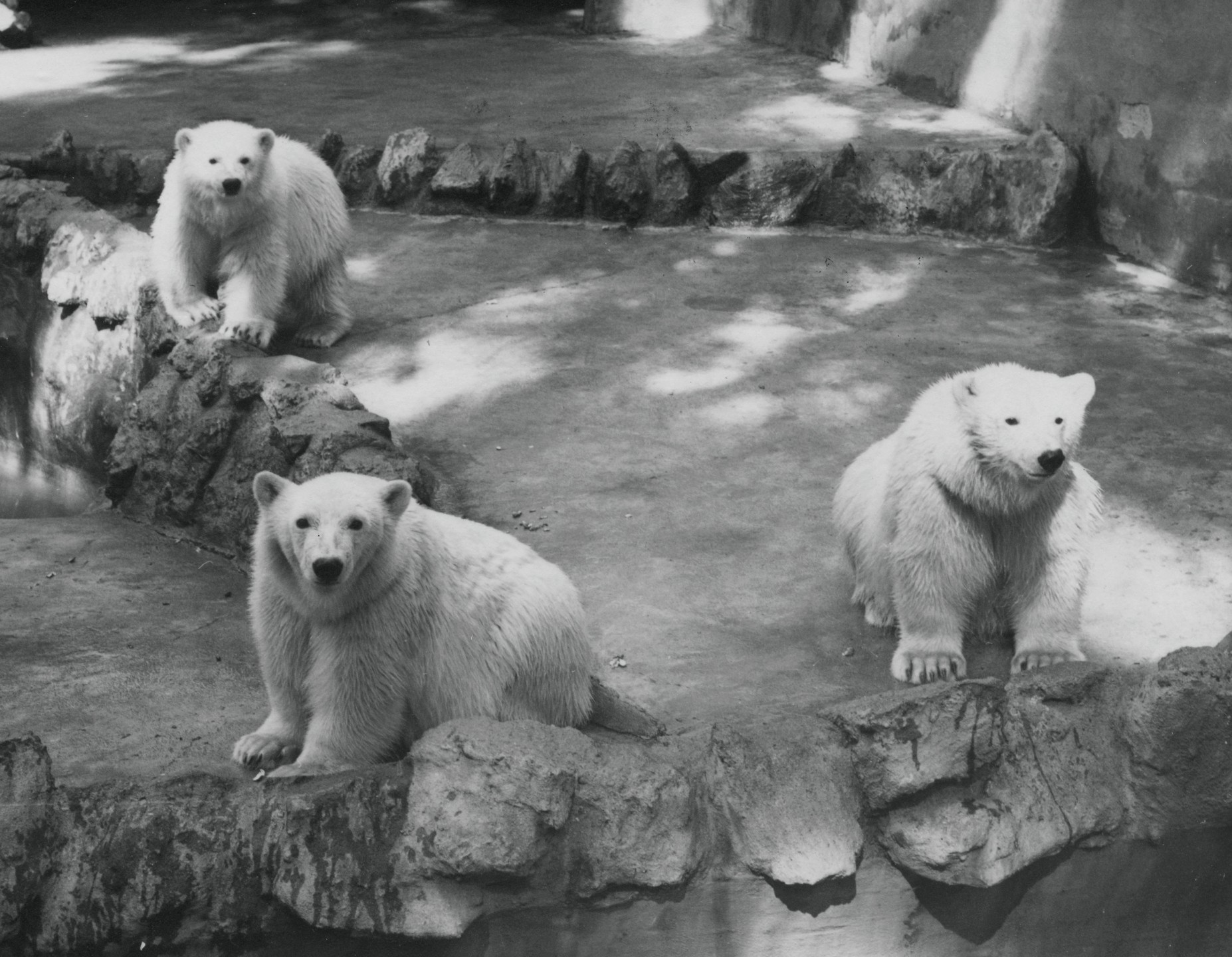 Frieda, Hilda, and Olaf, polar bears