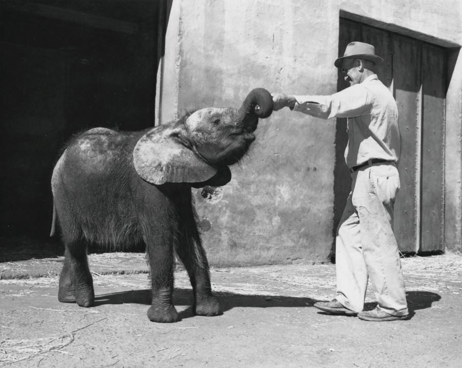 Peaches was the Zoo's first African elephant. She came to the Zoo as a one-year-old calf and spent a great deal of time with her keepers—such as Ralph 
