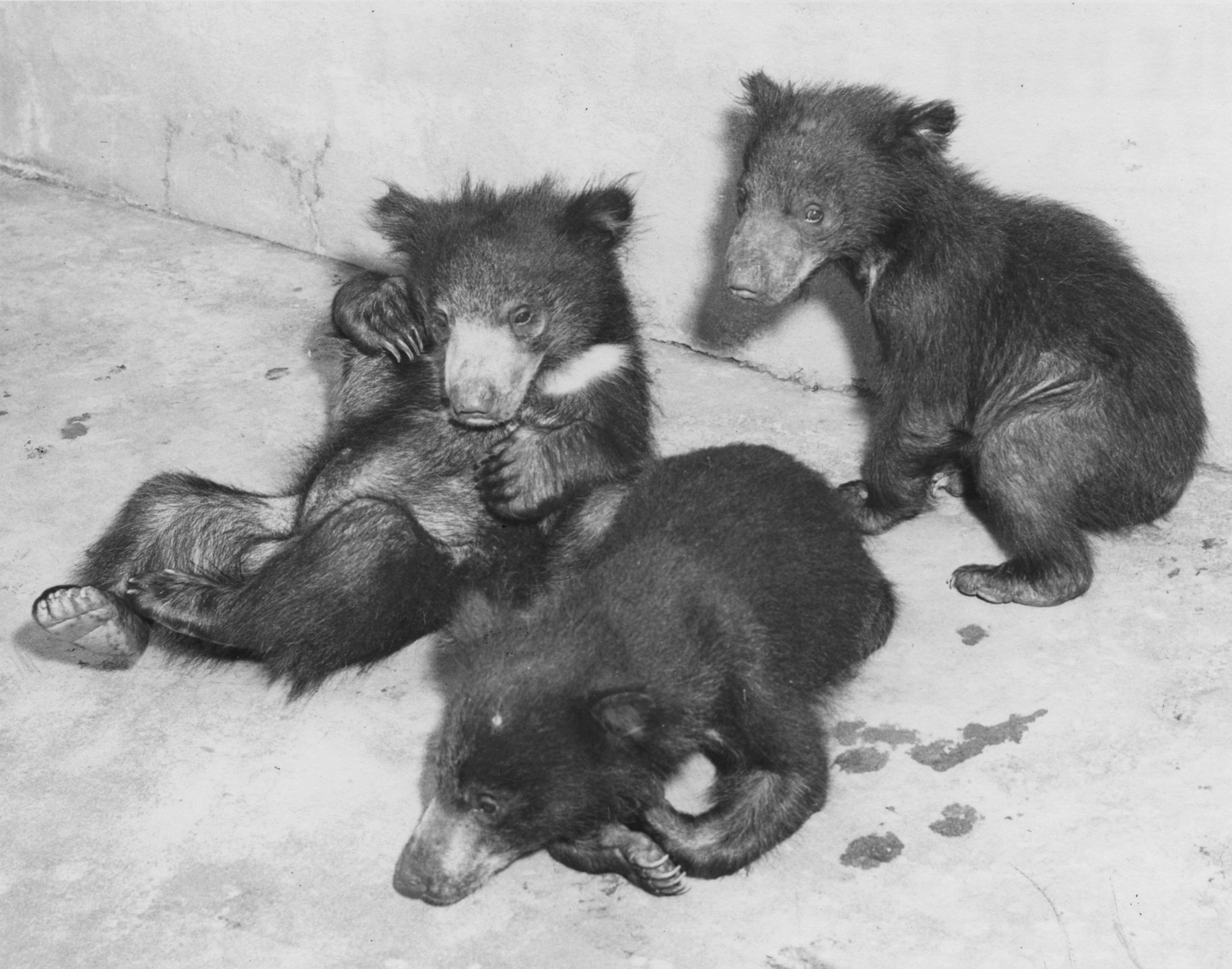 Named after characters from a famous children’s poem, the Zoo’s sloth bear trio, Wynken, Blynken, and Nod, had personalities worthy of their own story. Agile and active little Wynken, reported by ZOONOOZ to be the “dancer” of the group, “could win a jitter-bug contest very easily, but Blynken or Nod just won’t dance with him.” Blynken preferred to play at being the big bad wolf by huffing and puffing at everything—and failing to bring anything down. Nod, apparently the sensitive one, would hold up a dirty paw to show to visitors, while covering his eyes with the other paw and hanging his head in apparent dismay—much to the delight of the adoring crowds.