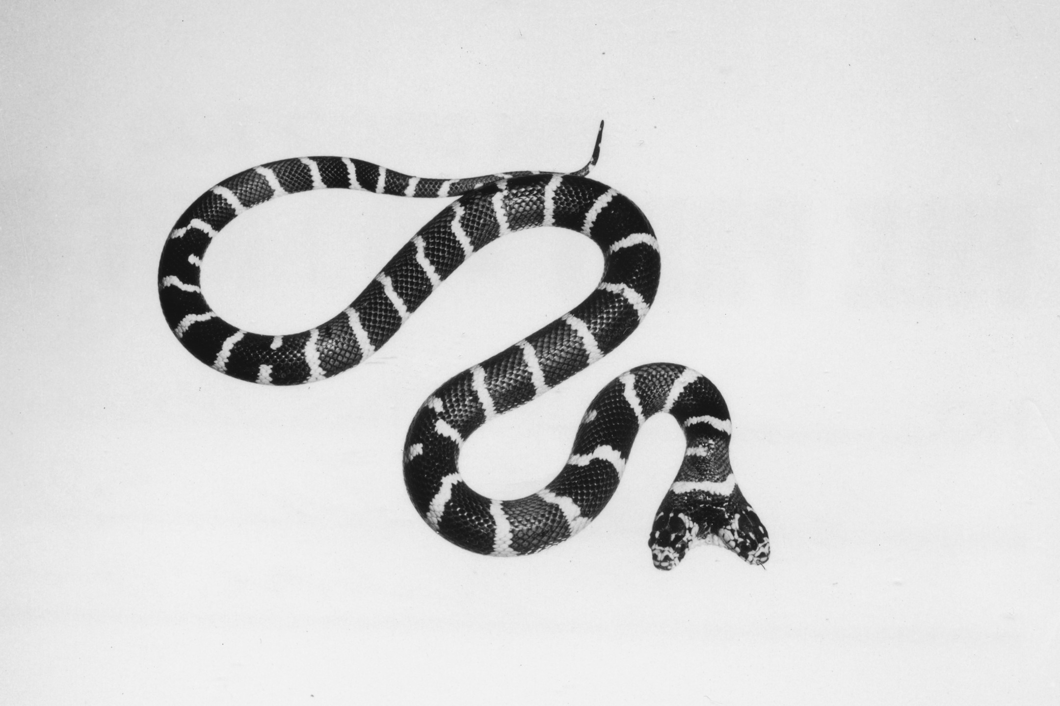 Dudley Duplex, two-headed king snake