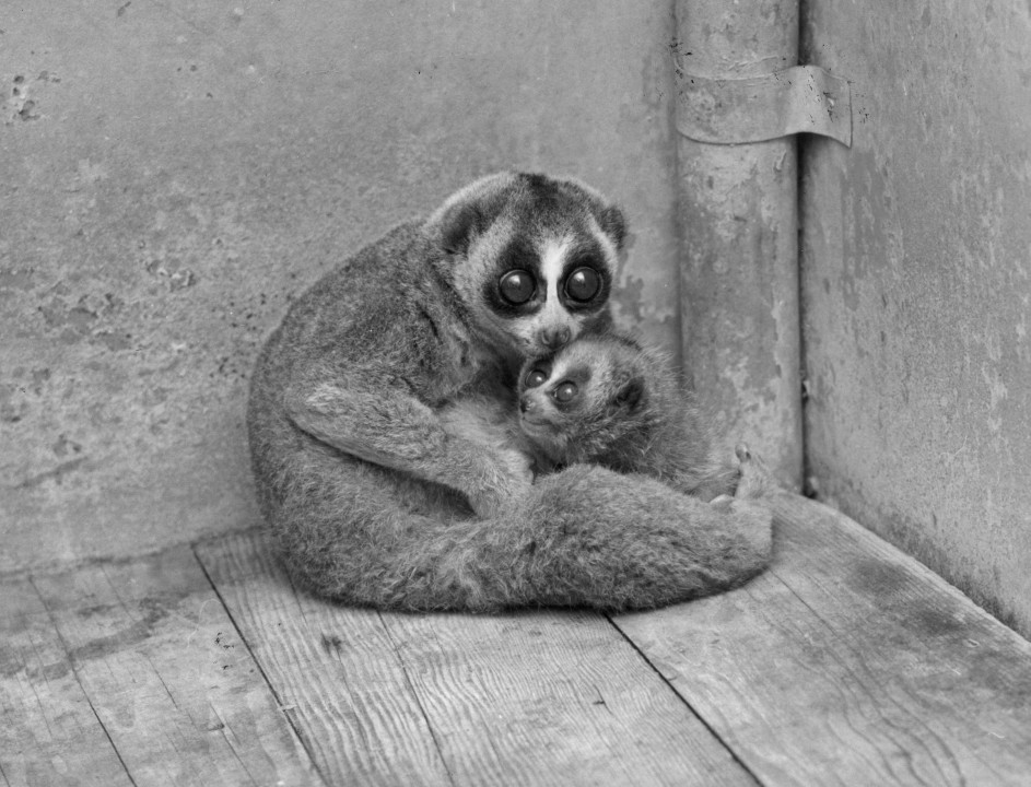 When Doris, the slow loris, and the father, Horace, had a baby on November 26, 1954, it was big news—this delicate, nocturnal species was not known to reproduce well in zoos.