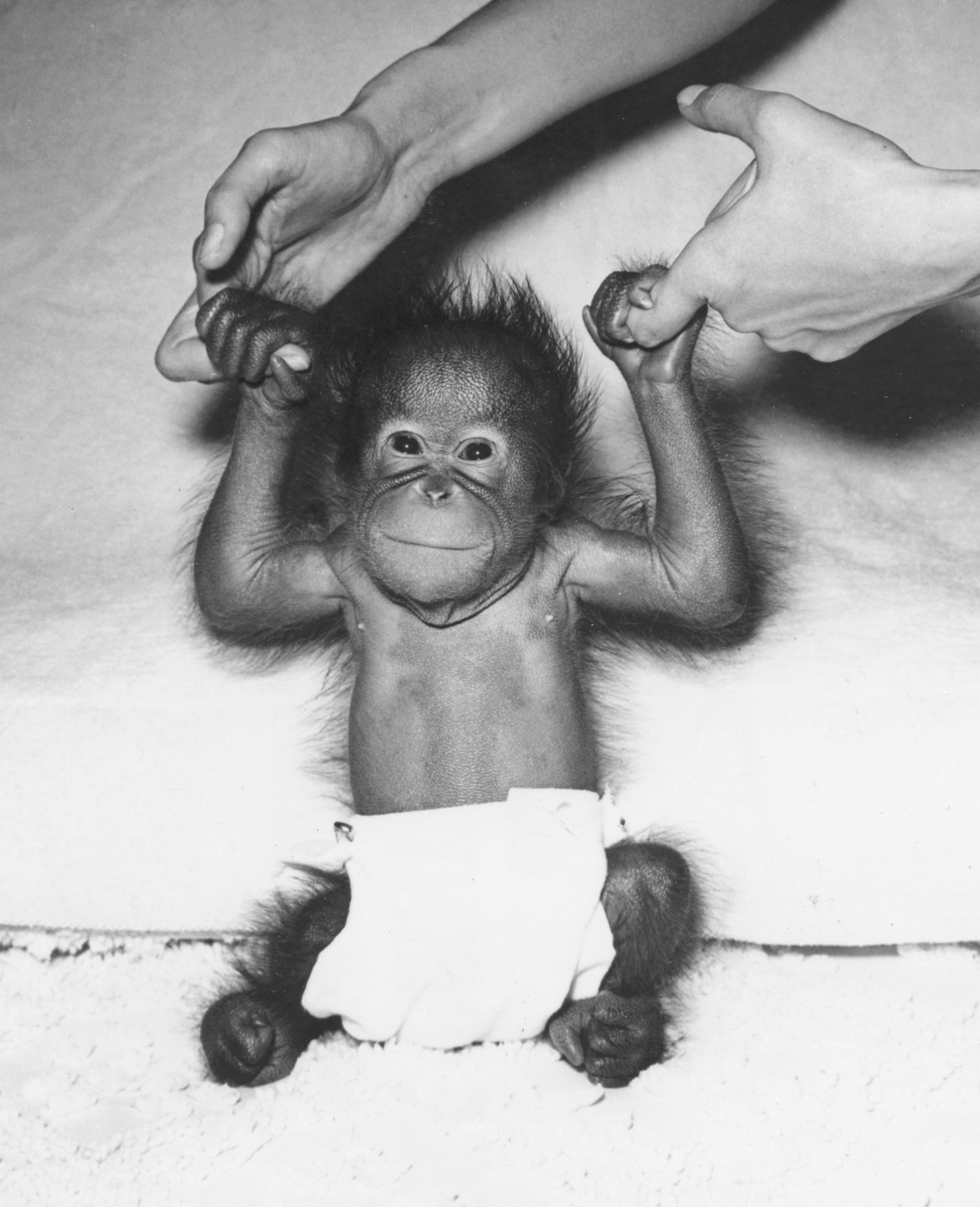 In 1955, the Zoo received a marvelous Christmas gift: a baby girl orangutan, born to mother Batavia and father Ahkup on December 25. It seemed only fitting to name her Noell. First-time mother Batavia didn't know how to take care of the little one, however, so Noell was taken to the Zoo's nursery to be hand raised. She actually had another home away from home, as well: when the nursery caregiver came down with the flu, Noell spent some time at the home of Zoo director Dr. Charlie Schroeder, under the watchful care of Charlie's wife, Margaret. Like her tiny house guest, Margaret also had red hair, and Charlie had a favorite story to tell about their primate babysitting days. One day when Noell was at the house, the mailman, who was friendly with the Schroeders, came by with their mail and stopped to chat. He glanced at the crib in the room, and his eyes widened when he saw Noell. He turned to Charlie, and said rather dryly, 