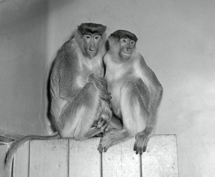 Excitement ran high on January 8, 1956, when a truck arrived at the Zoo from the airport carrying some extraordinary new primates. Proboscis monkeys Cyrano and Roxanne, the first of their species in the Western Hemisphere, had just been flown in from Surabaya, Indonesia to make their new home at the San Diego Zoo. Little was known about this species native to Borneo, so mammal curator George Pournelle made special exhibit arrangements for these rare treasures, housing them in a temperature- and humidity-controlled room of the Reptile House, where the tropical atmosphere of their native habitat could be simulated. Not only was this primate pair a rare find for a U.S. zoo, it also turned out that they represented an international gesture of friendship and goodwill. George Pournelle had originally talked with an animal collector over a cup of coffee, who asked if San Diego was interested in animals from Indonesia. Not really thinking it would happen, George listed some, especially proboscis monkeys. A month later, he received a phone call from the American Embassy in Jakarta, inquiring about an exchange of animals from the Americas for the proboscis monkeys with the Surabaya Zoo. Almost not believing his luck, George made the arrangements to send a pair of spider monkeys, capuchin monkeys, raccoons, and sea lions to Surabaya. And in return, Cyrano and Roxanne came to San Diego. But there was even more to the story. It turned out that the representative of the American Embassy in Jakarta, Wade Brooks, worked on extensive negotiations on the San Diego Zoo's behalf, with the aid of the vice-consul in Surabaya. Wade Brooks even went so far as to build a cage in his own backyard, where the monkeys stayed on a stopover before being able to continue to the U.S. Astounded at the entire sequence of events, George wrote, 