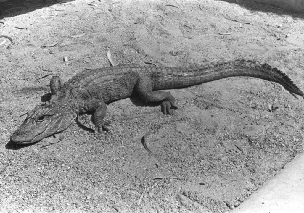 There are only two species of alligators, the American alligator and the Chinese alligator, and the Chinese species has long been exceedingly rare—at one point it was considered extinct, until small populations were found in the vicinity of Wuhu and Tai'hu of the Yangtze River Valley. So it was with considerable excitement that reptile curator Charles 