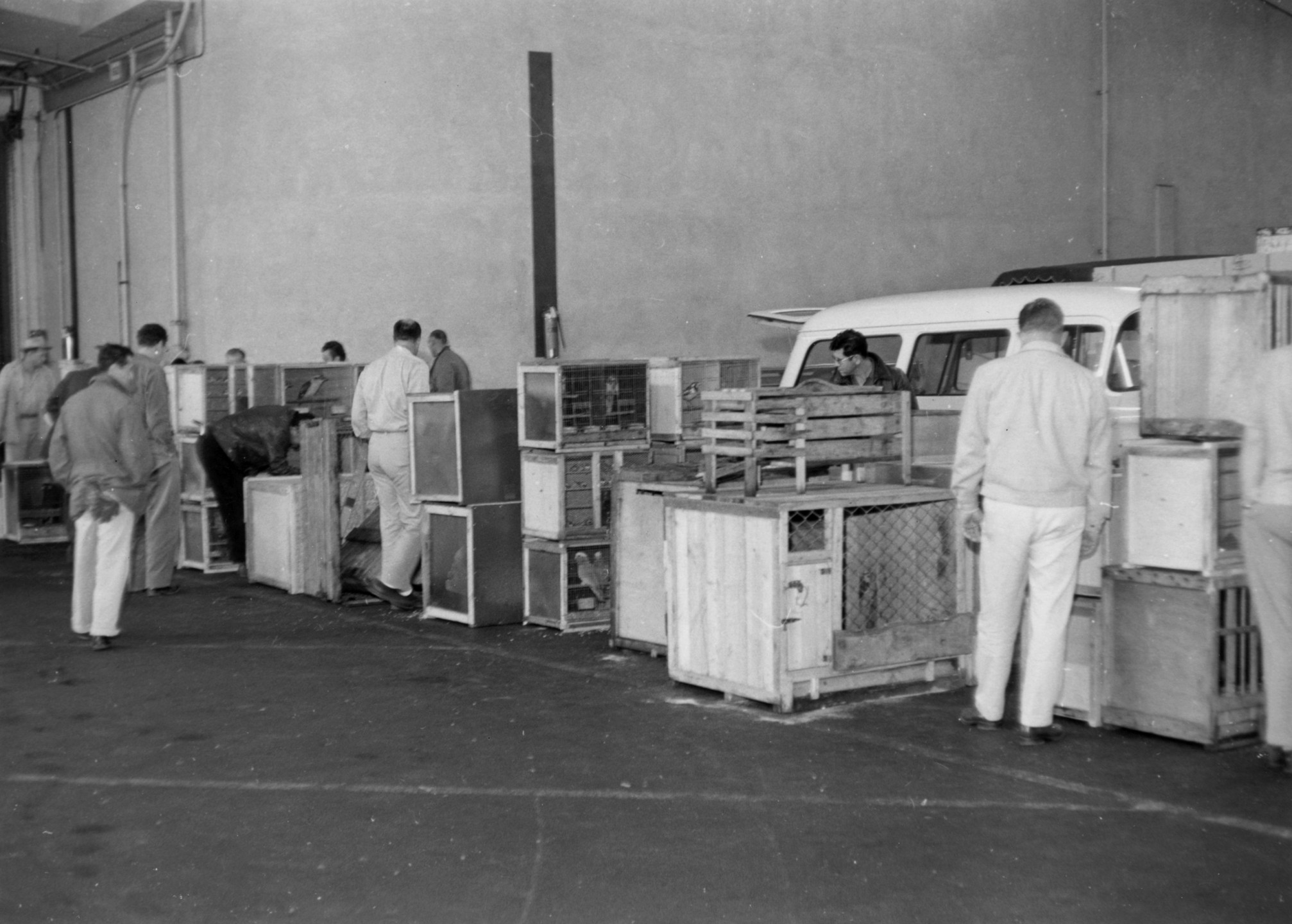 When bird curator K.C. Lint returned to San Diego on the SS Sierra, there were 70 crates containing more than 400 animals of 60 species aboard, an extraordinary event that made newspaper headlines.