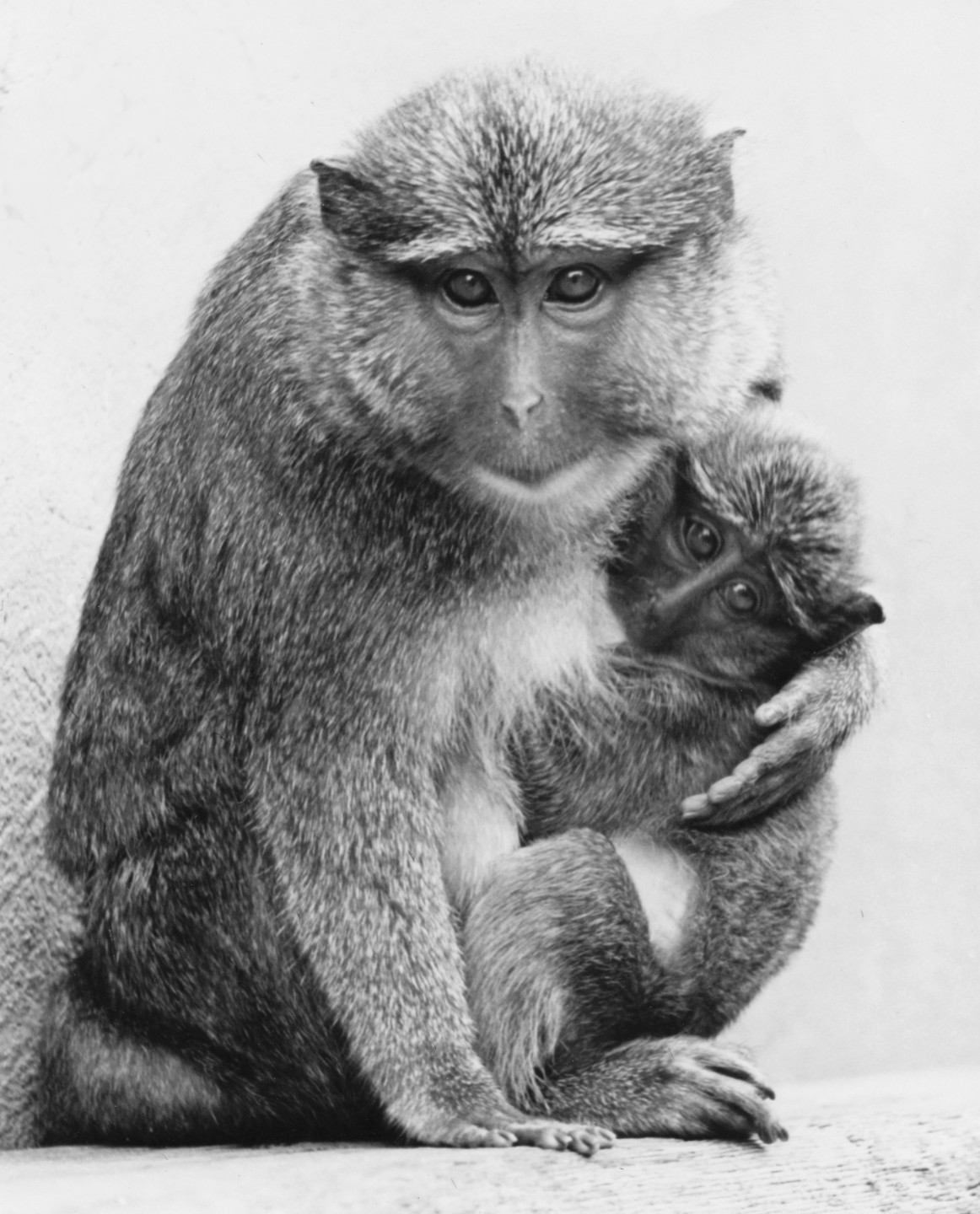 Allen's swamp monkey and baby