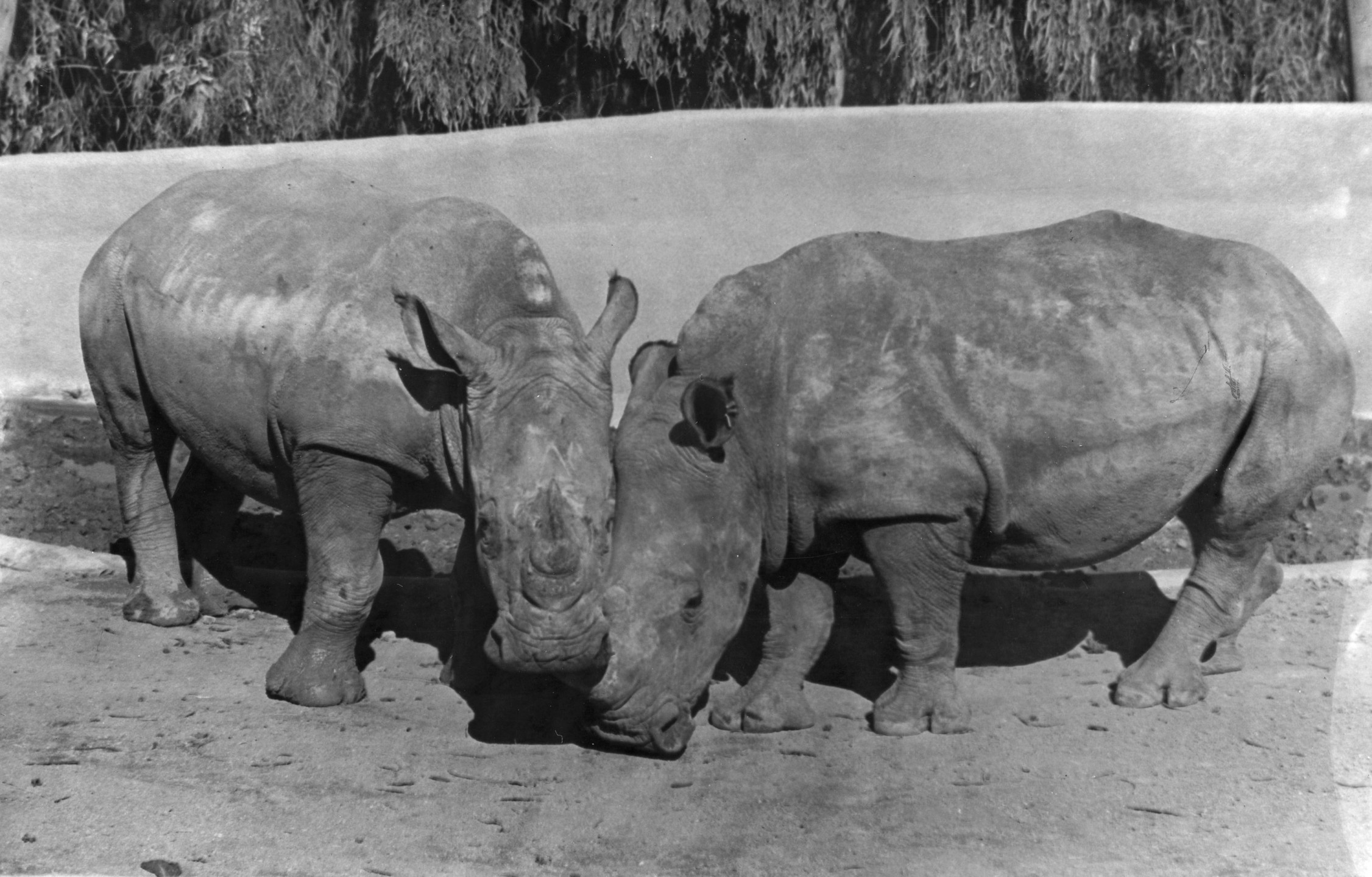 The San Diego Zoo had long hoped for a pair of white rhinos. The arrival of 1,655-pound Mandhla (meaning 