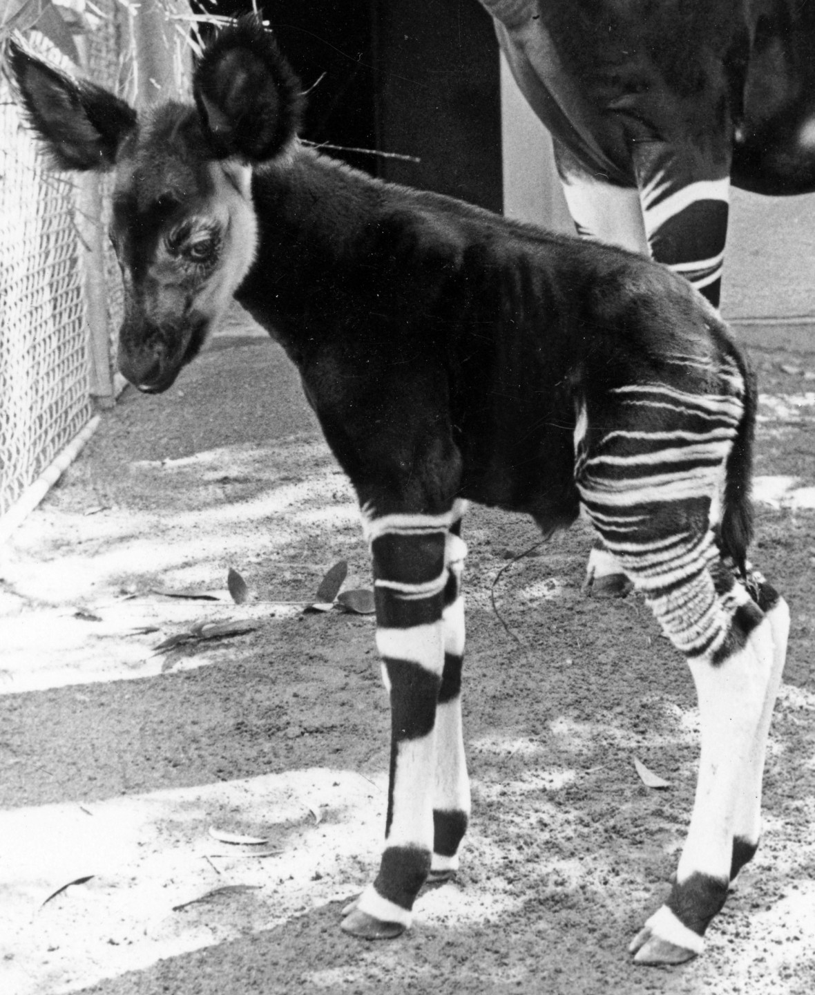 Female okapi Kitambala gave birth to the Zoo's first okapi calf on February 8, 1962. The little male calf was the fourth okapi born in the United States. Because he was so active from the start, the keepers named him Baruti, which means dynamite in Swahili.