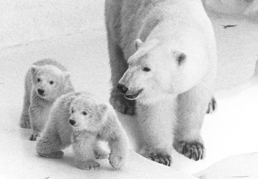 The Zoo was giving thanks a little early when polar bear Frieda gave birth to twins on Thanksgiving eve 1962. The cubs and their mom stayed in the back den until they were ready to make their public appearance on March 11, 1963. The tumbling, playful youngsters, a male and female, were named Karl and Karen and had many fans among Zoo visitors.