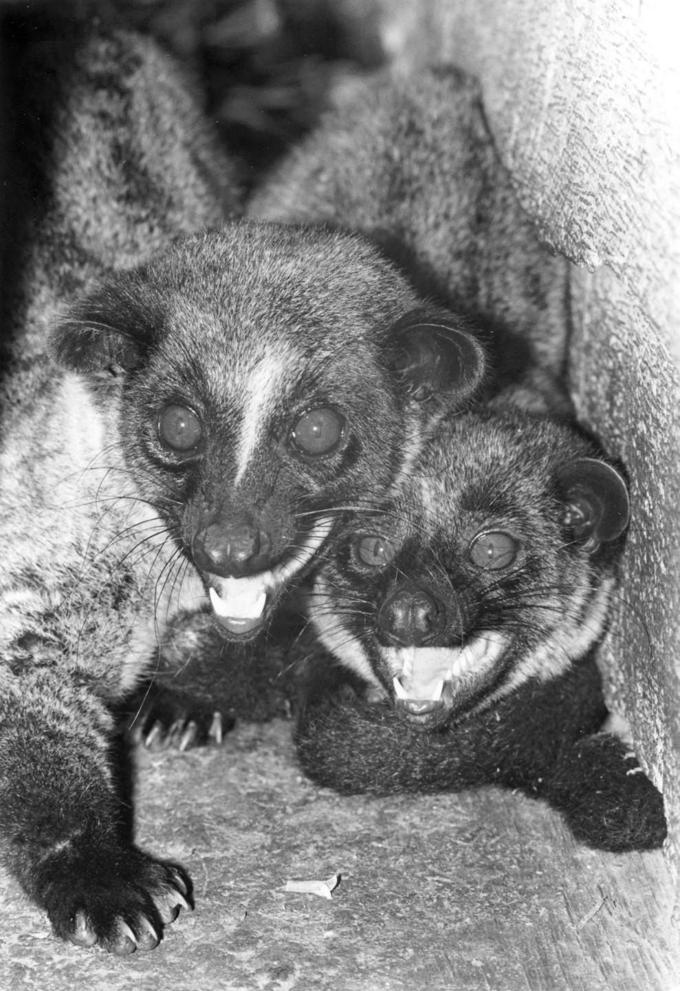 Small-toothed palm civets