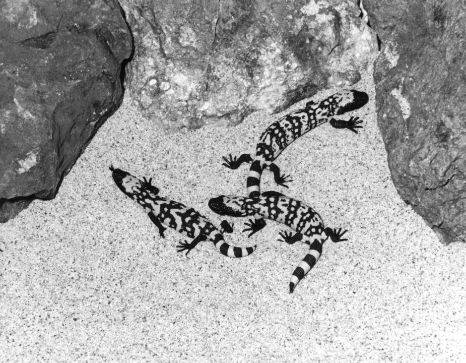 After Gila monsters were noted mating in May 1963 and the female was carrying eggs several weeks later, she was separated from the others in the hope that she would successfully lay them. On July 25, five eggs were discovered and taken to the Reptile House for incubation. Two did not hatch, but on November 25, the first hatchling emerged, followed by the others on November 27 and December 1. It was quite a feat for the herpetology staff, and the Zoological Society was awarded the American Association of Zoological Parks and Aquariums' Edward H. Bean Award for significant reproduction for the success.