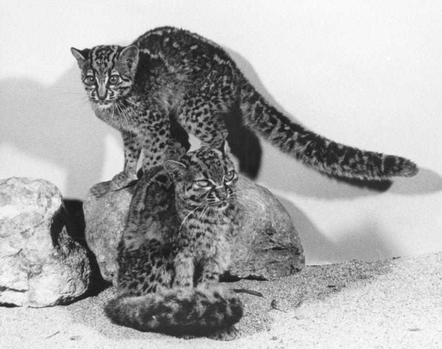 A pair of one of the rarest cats in zoological collections at the time was added to the San Diego Zoo in 1964: the marbled cat, a species native to South and Southeast Asia.