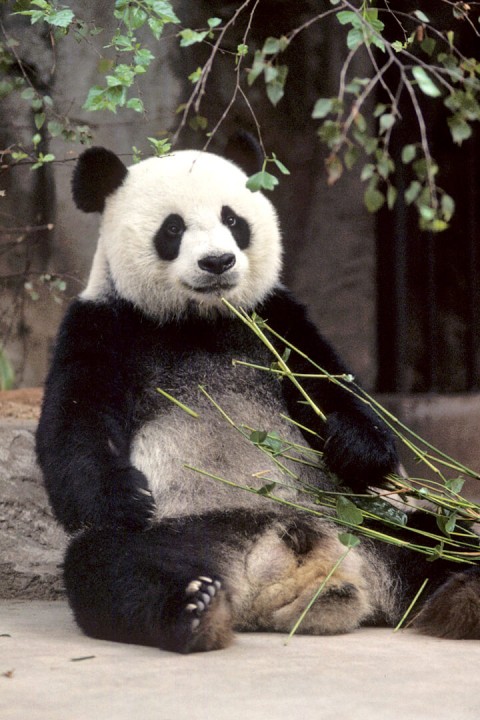 Yuan Yuan, a male giant panda, was a handful, roughhousing and trying to get into trouble. He managed to destroy the three trees in his exhibit within weeks of his arrival.