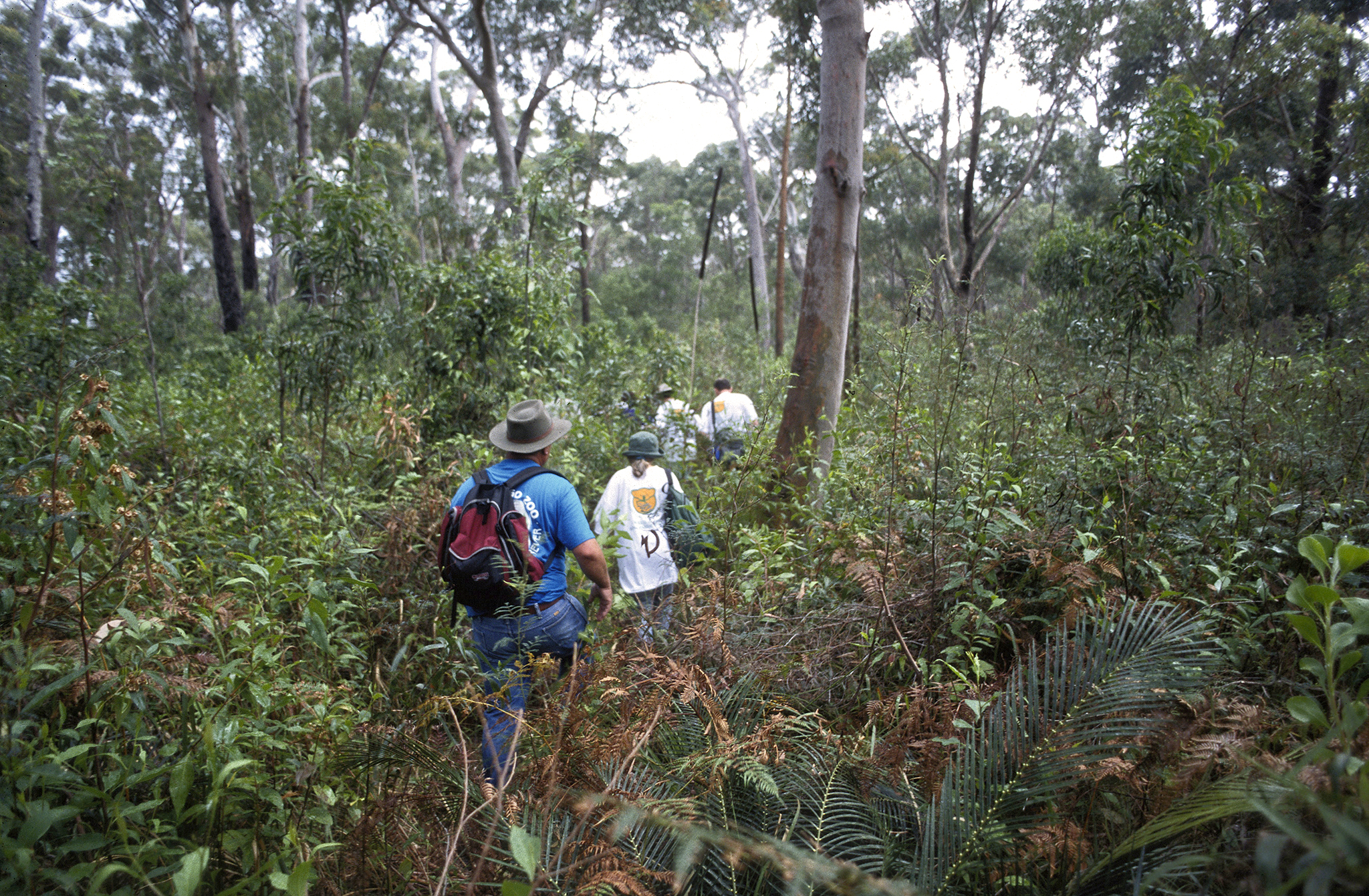 Koala fieldwork in Australia