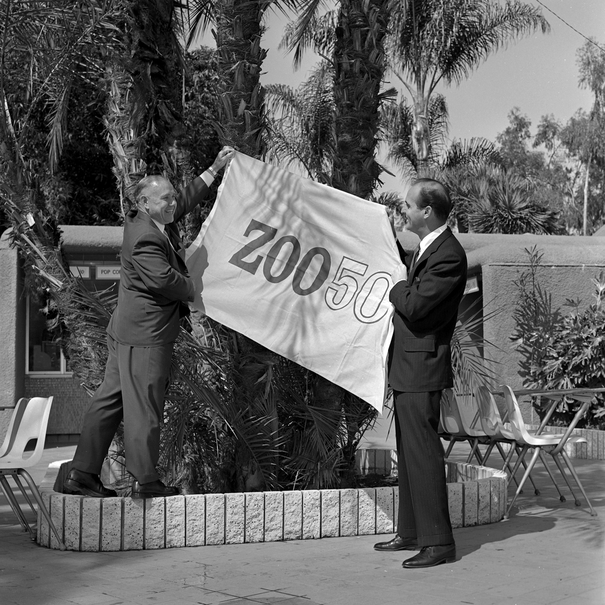Dr. Schroeder (left) and William Fox, KFMB-TV station manager and chairman of ZOO50 Week, put up signs for the anniversary event, which would include a children's birthday party, a polar bear naming contest, and a Safari Supper for members. Dr. Schroeder and the staff were proud to show off the spic-and-span Zoo, which had been transformed by the new moated enclosures and open mesa exhibits. The outdoor moving sidewalk, Turtletorium, Hummingbird Aviary, and Skyfari were all ideas that Dr. Schroeder had implemented as well. By the Golden Jubilee, the San Diego Zoo had the world’s largest collection of wild animals, and it was looking very different than it had a decade ago.
