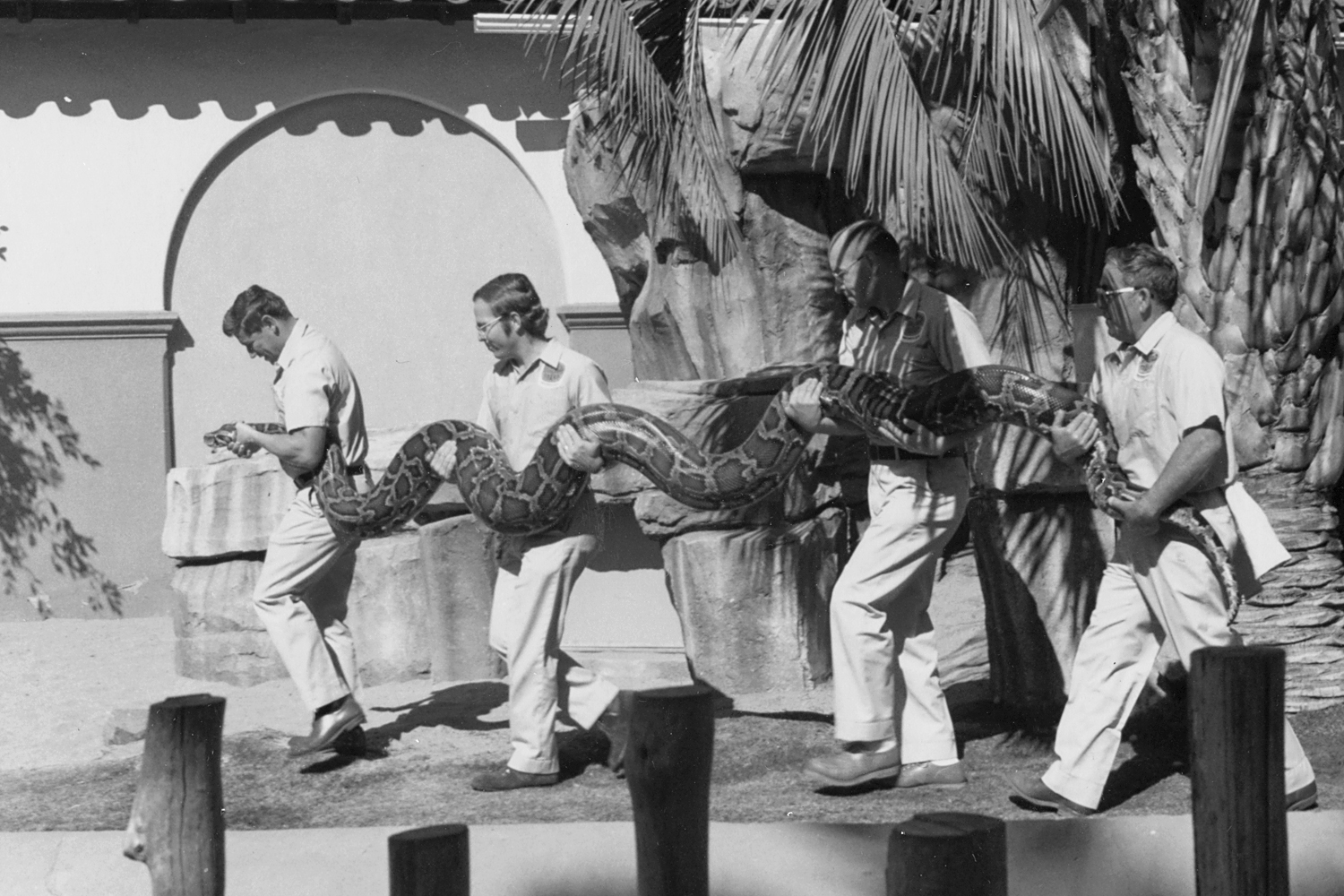 As the snake wriggles: It took 4 keepers to handle the 17-foot serpent as they brought it from the Zoo's Reptile House out to a stage on Reptile Mesa for the TV show filming. At the head of the line—and the head of the snake—is principal keeper Tom Schultz (who would later go on to become the Zoo's curator of reptiles and general curator); followed by keeper Alan Burrows, senior keeper Jerry Staedeli, and keeper Frank Martin.