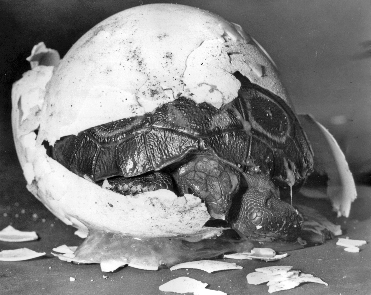 The Zoo's first Galápagos tortoise hatchings took place in October 1958, cause for tremendous celebration. At hatching, they measured about 2 1/2 inches and weighed a little over 2 ounces—a bit of a surprise for a reptile destined to be a giant someday!