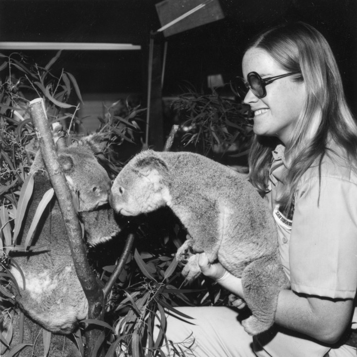 Keeper Jane Gilbert introduces a male koala to one of the females to check their compatibility factor.