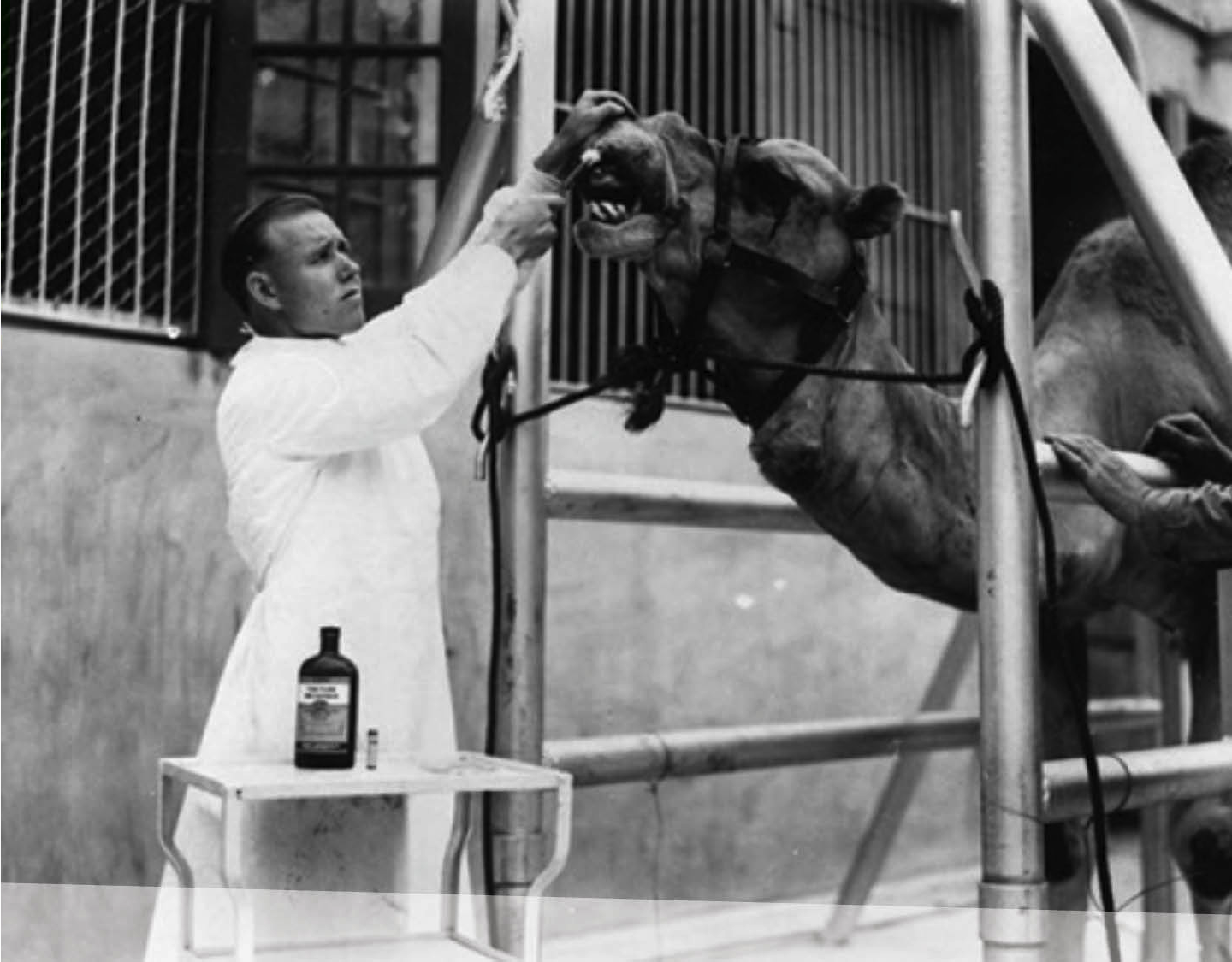 Dr. Charles Schroeder, the Zoo's first full-time veterinarian, attends to a camel with a toothache.