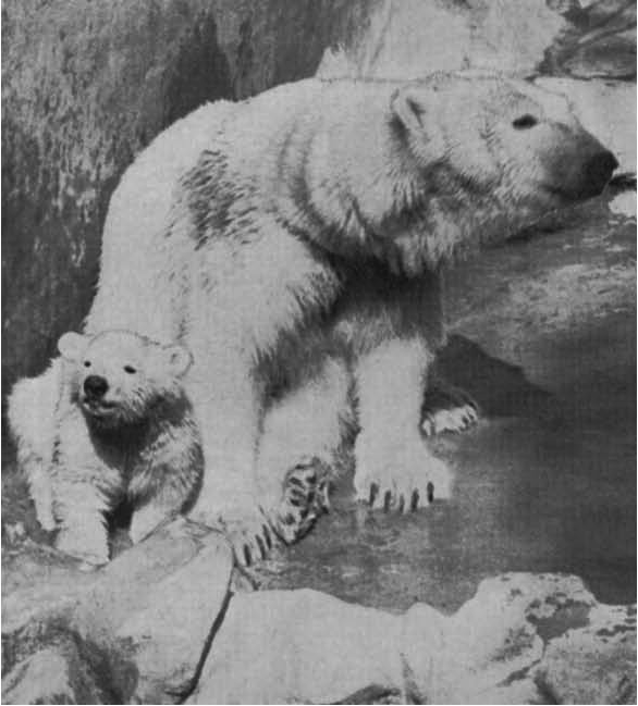The Zoo's first polar bear cub was Taku, born in 1942. He was a big hit with visitors and had his photo published in many newspapers.