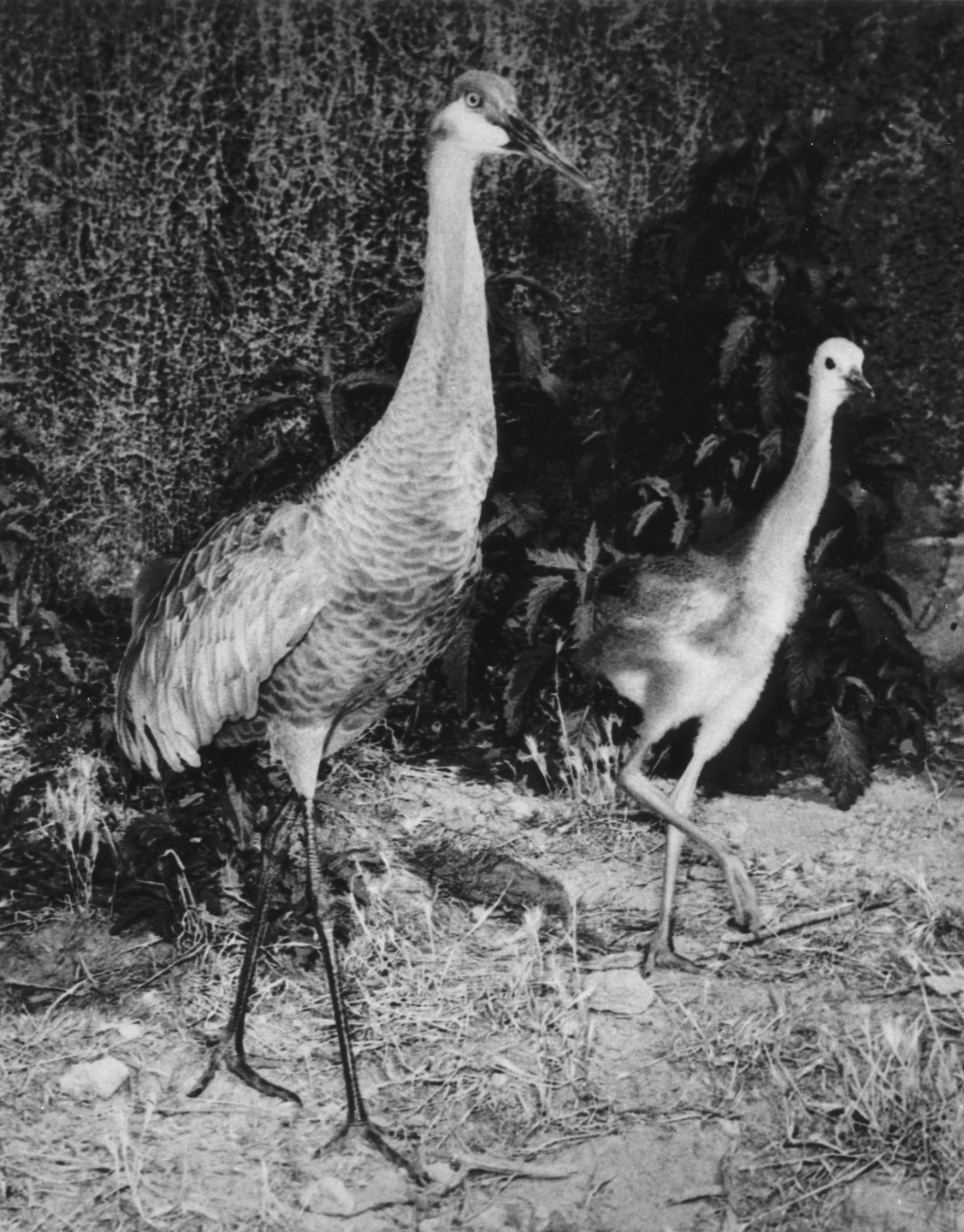 The hatching of a Florida sandhill crane on May 12, 1950, was thought to be the first hatching of this species in any zoo, an accomplishment the Zoo's bird department was very proud of.