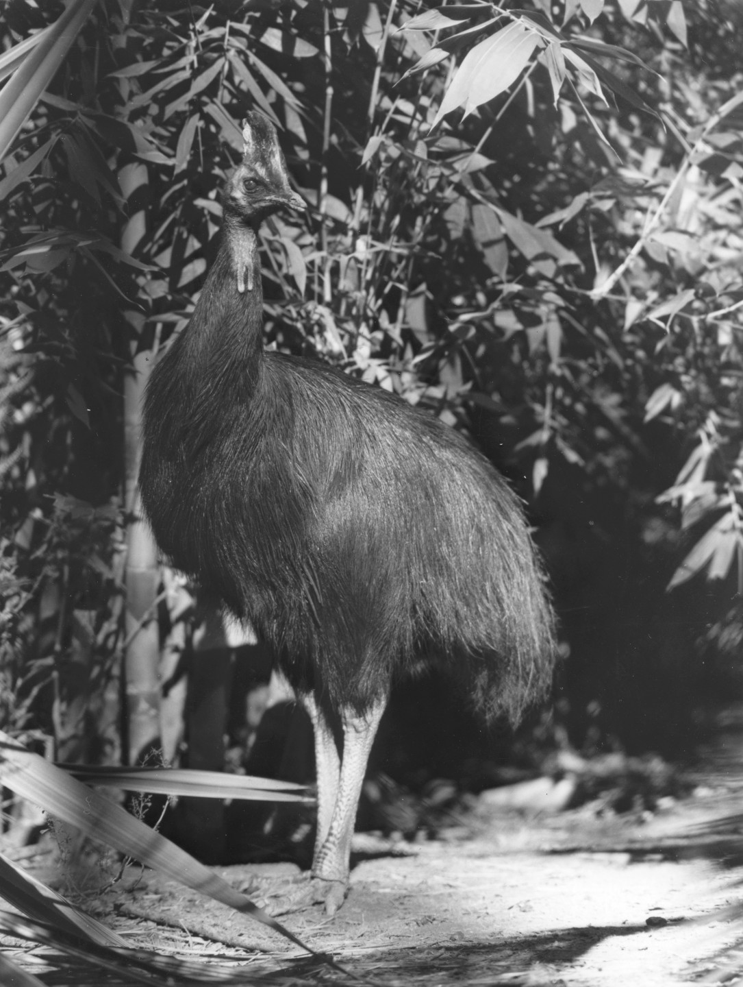 Henry, double-wattled cassowary