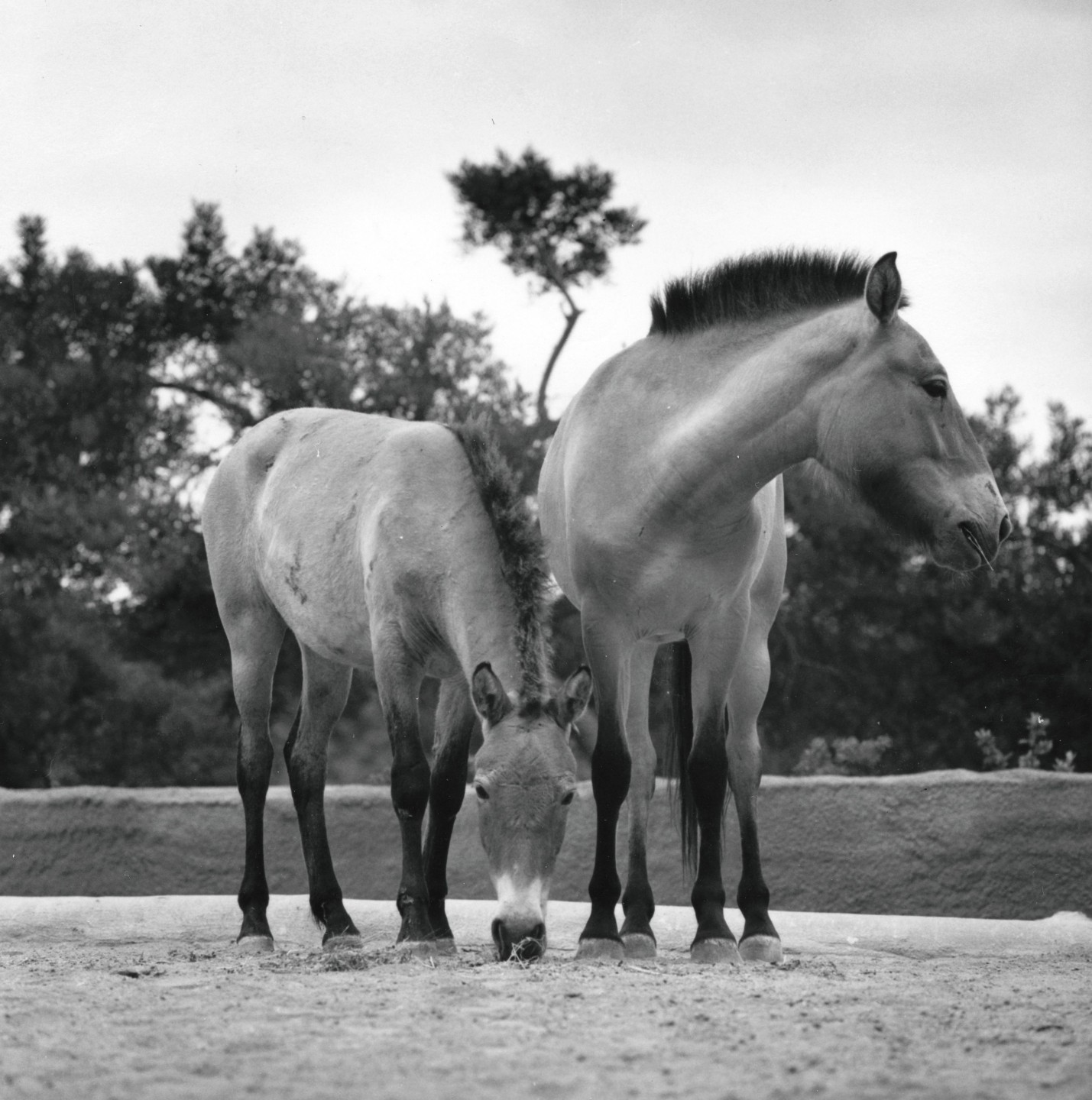 Bellina and Bonnette, Przewalski's horses