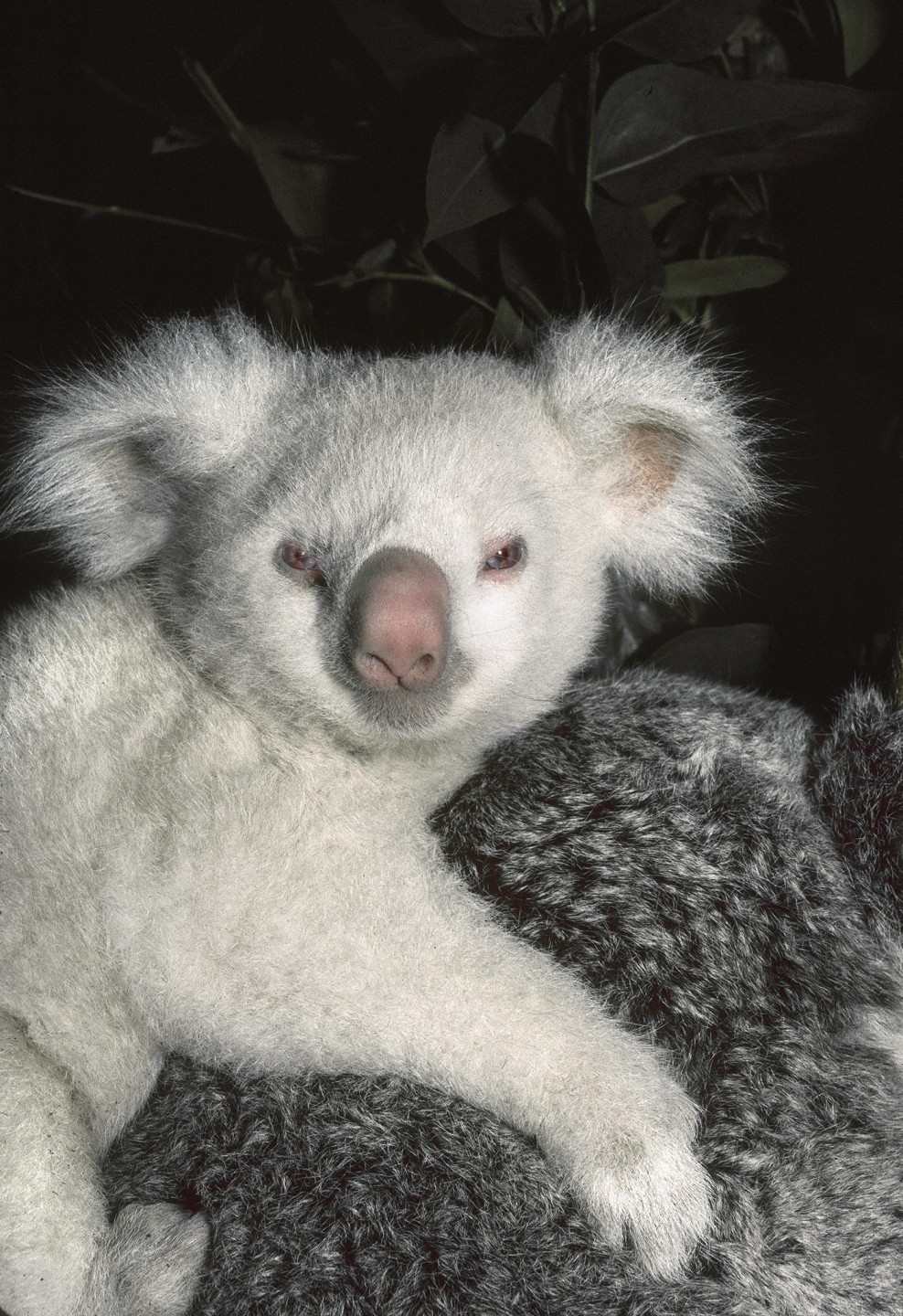 Goolara, albino Queensland koala
