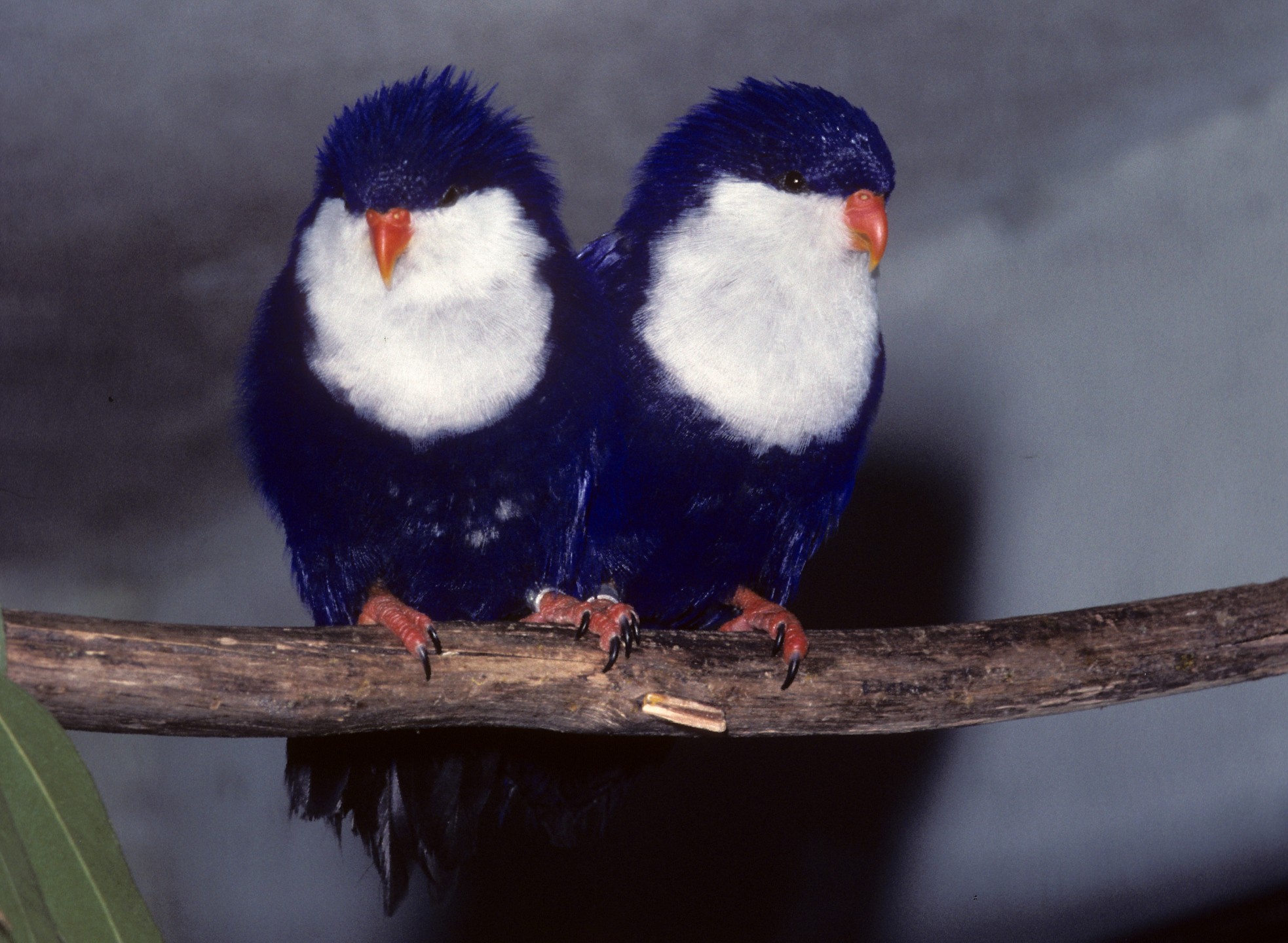 The beautiful and extremely rare Tahitian lories that went on exhibit at the San Diego Zoo in May 1978 were the lucky survivors of a bird smuggling operation. When curator of birds Dr. Art Risser was approached by two men asking for aviculture contacts in Southern California, he wondered, but he offered them the names of two colleagues. The next day, he heard from his contacts that the men were trying to sell Tahitian lories for $7,000 a pair. U.S. Customs and the U.S. Fish & Wildlife Service did an investigation, captured and tried the smugglers, and confiscated the birds. The problem was, U.S. Department of Agriculture regulations required that all birds entering the country be properly quarantined, and these lories clearly had not. The rule was that they should be destroyed, but that would be a terrible shame with a species of this rarity. The Wild Animal Park was allowed to keep the birds until a decision could be made, and Park general curator Dr. James Dolan brought the situation to the attention of the American Association of Zoological Parks and Aquariums and bird experts. The media in the U.S., Canada, and Mexico carried the story for several weeks, and the public insisted that the birds be saved. In the end, the lories were allowed to go to London to be quarantined at the home of a lory expert, and could then legally re-enter the U.S. In the meantime, a second group of smuggled Tahitian lories from the same smuggling operation were also confiscated—but the precedent had been set that they did not have to be destroyed. They were quarantined in Honolulu, and then came to the San Diego Zoo on trust and were exhibited to appreciative visitors, who were amazed by their story and glad that these extraordinary birds made it through such an ordeal.
