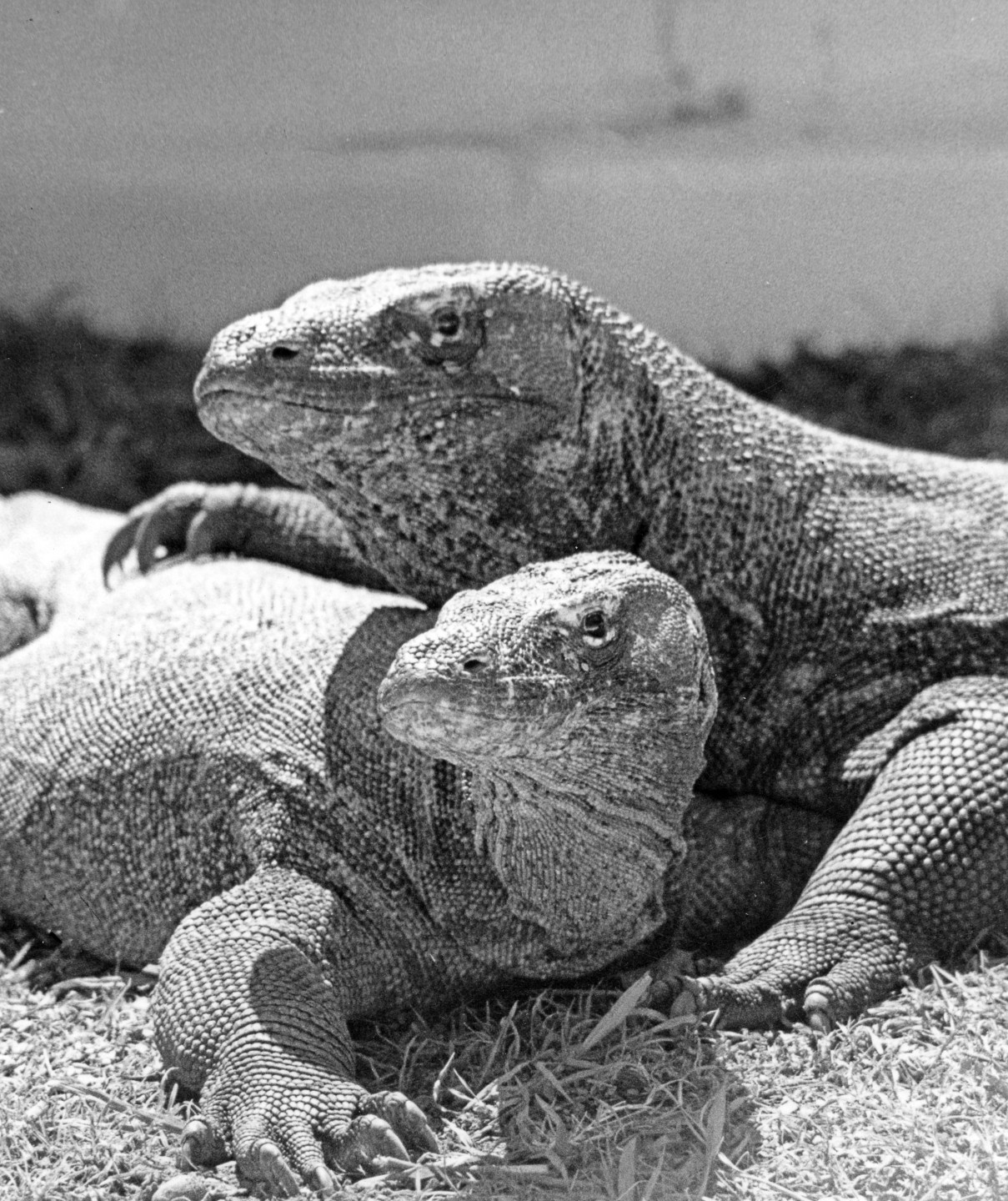 The arrival of two Komodo dragons at the Reptile House at 2 a.m. on August 14, 1963 was the culmination of several years of negotiations with the Surabaya Zoo in Indonesia. Carefully protected, these monitor lizards could only be obtained with the permission of the Indonesian government, which rarely issued such permits. The two were advertised to be a male and female pair; and since it required a surgical procedure in those days to verify the sex, the Zoo went by the accompanying records. However, there was no observed breeding and no offspring. It wasn't until many years later, when the Zoo's Center for Reproduction of Endangered Species developed a hormone analysis technique to determine sex in lizards, that the dragons were discovered to both be females—much to the staff's annoyance. A male was then added to the collection in 1976 to remedy the breeding situation.